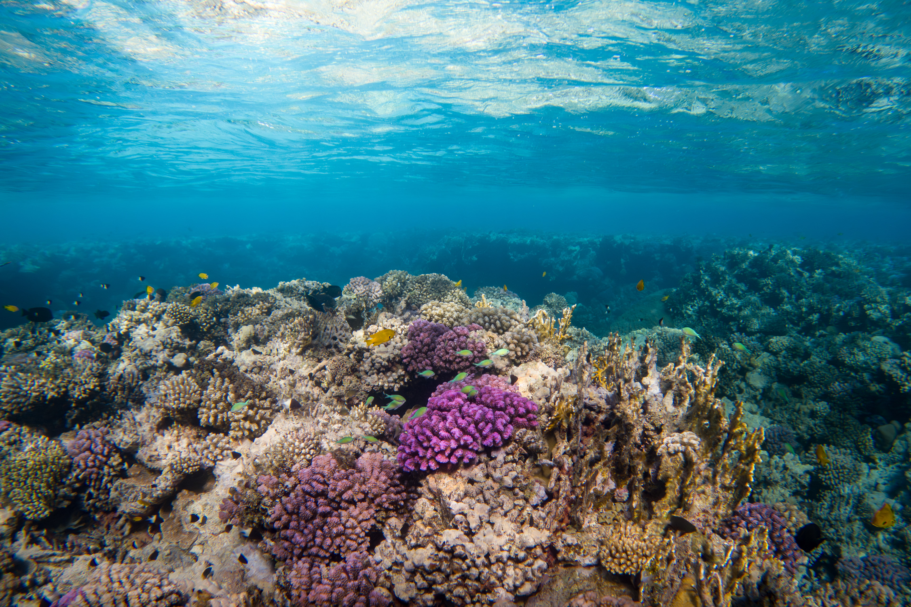 Coral reef, Egypt