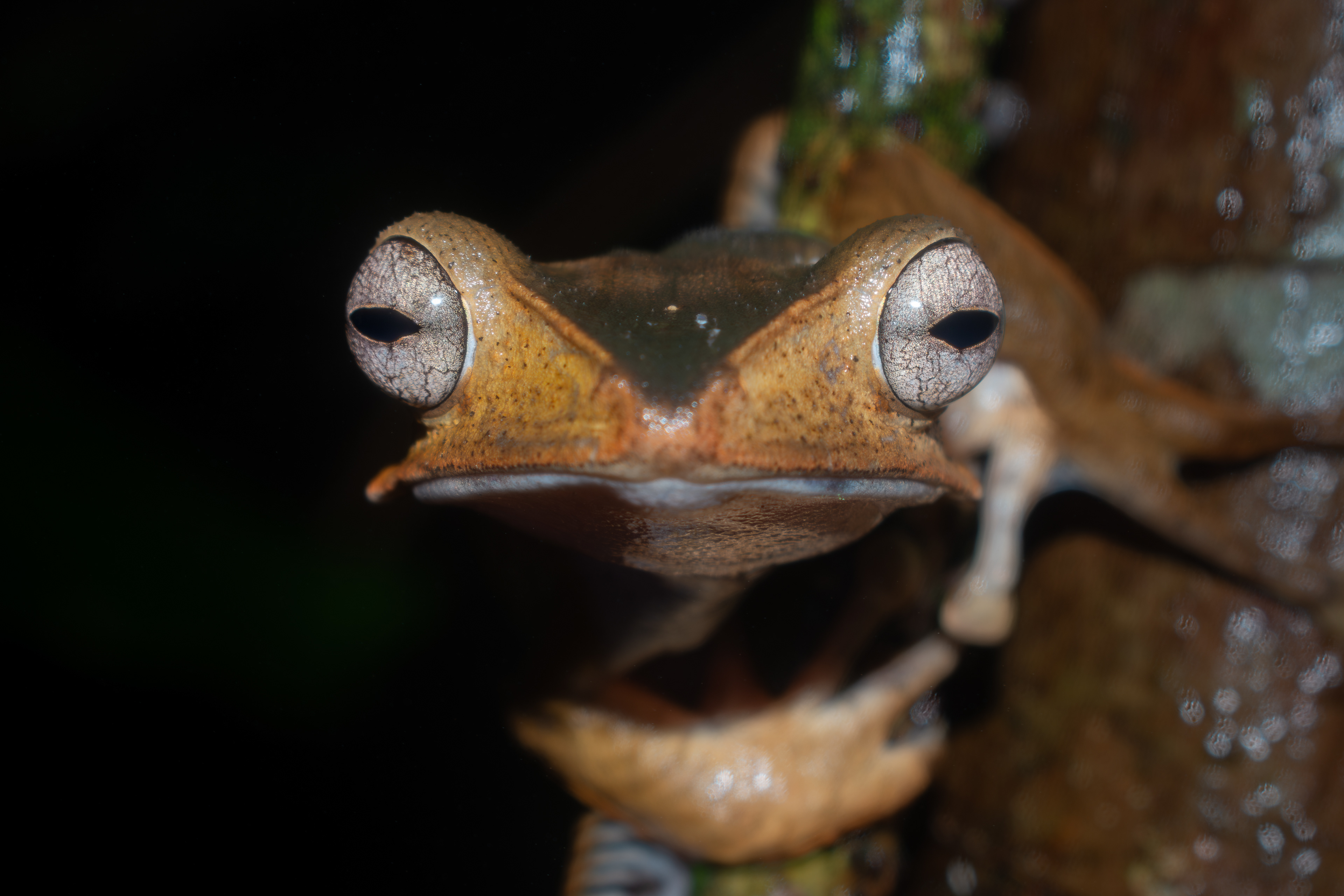 Polypedates otilophus, Sarawak, Malaysia