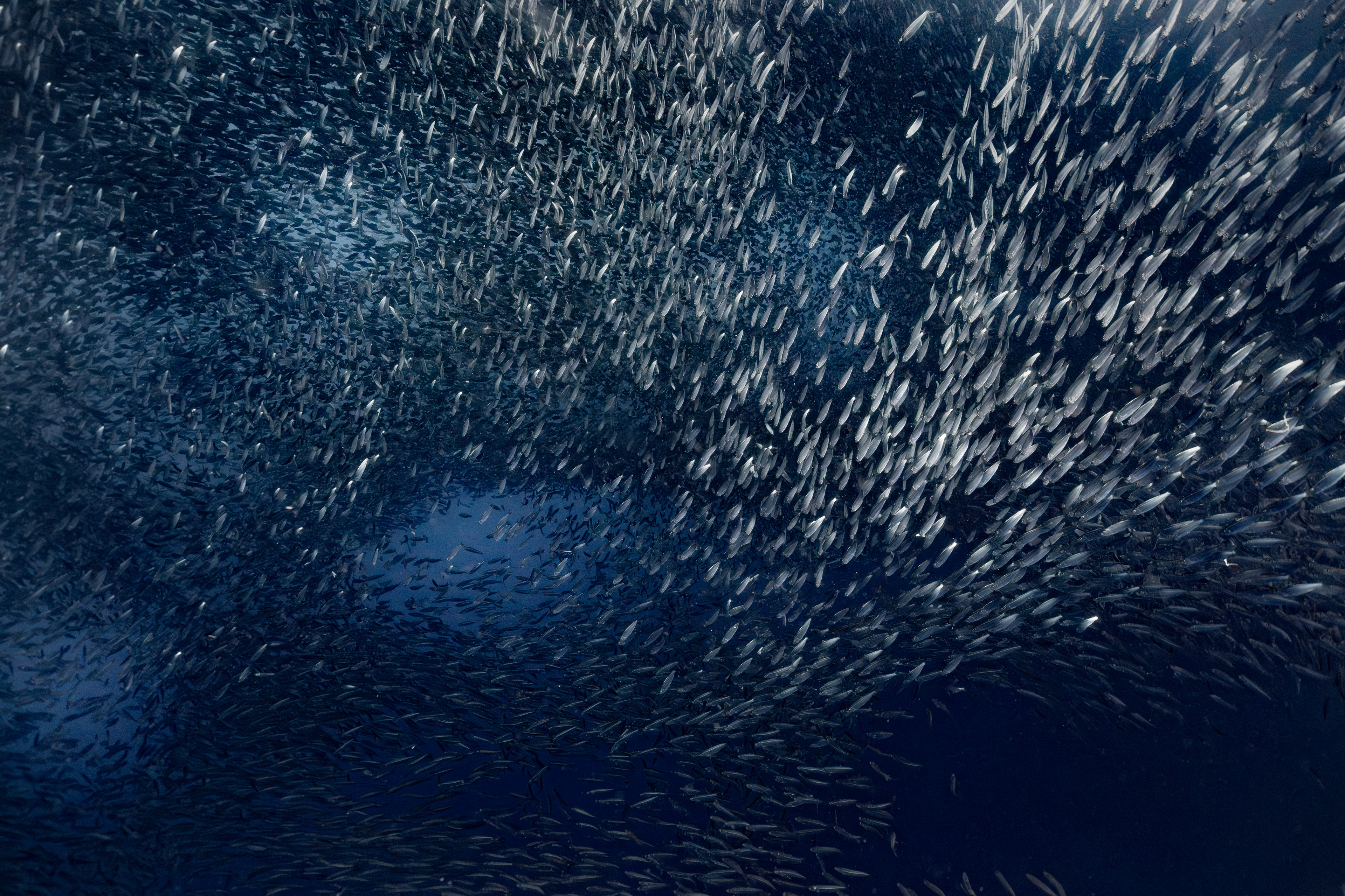Sardines, Moalboal, Philippines