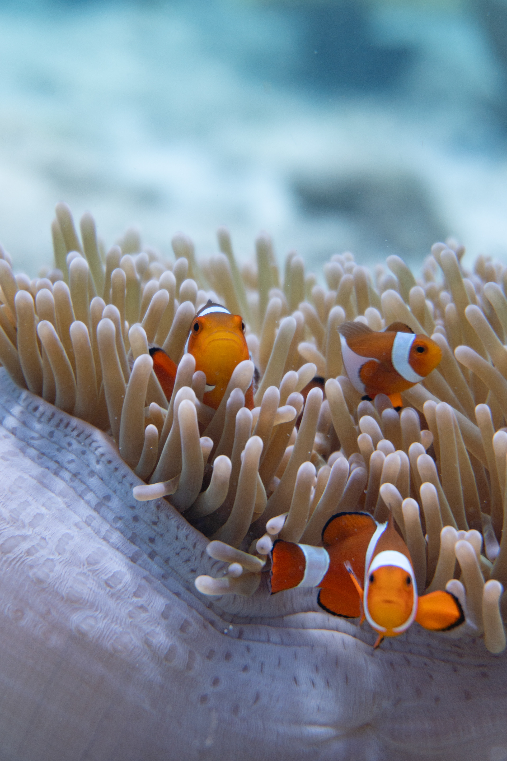Clownfish, Palawan, Philippines