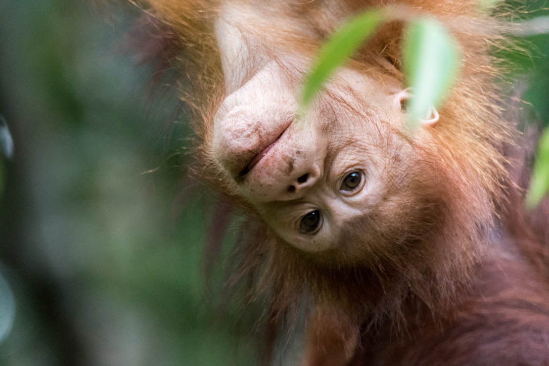 Bornean orangutan, Sarawak, Malaysia
