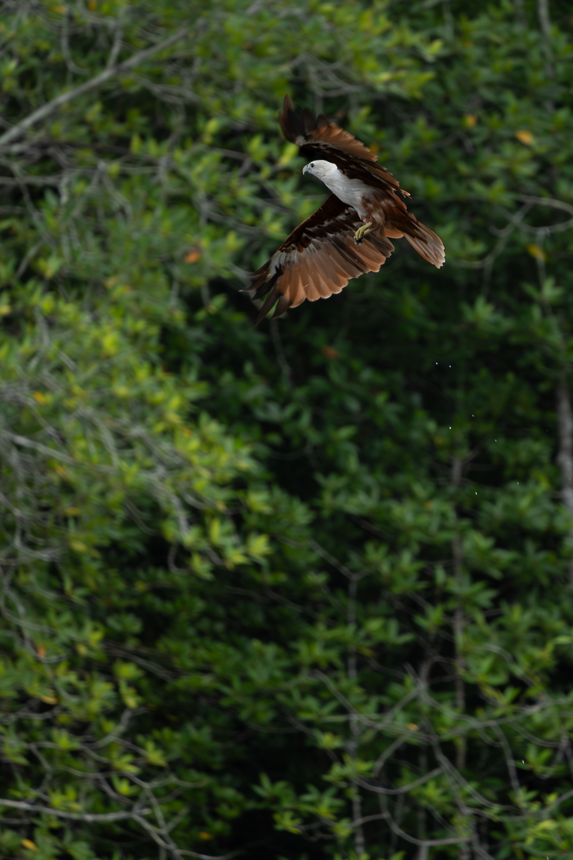 Brahminy Kite, Malaysia
