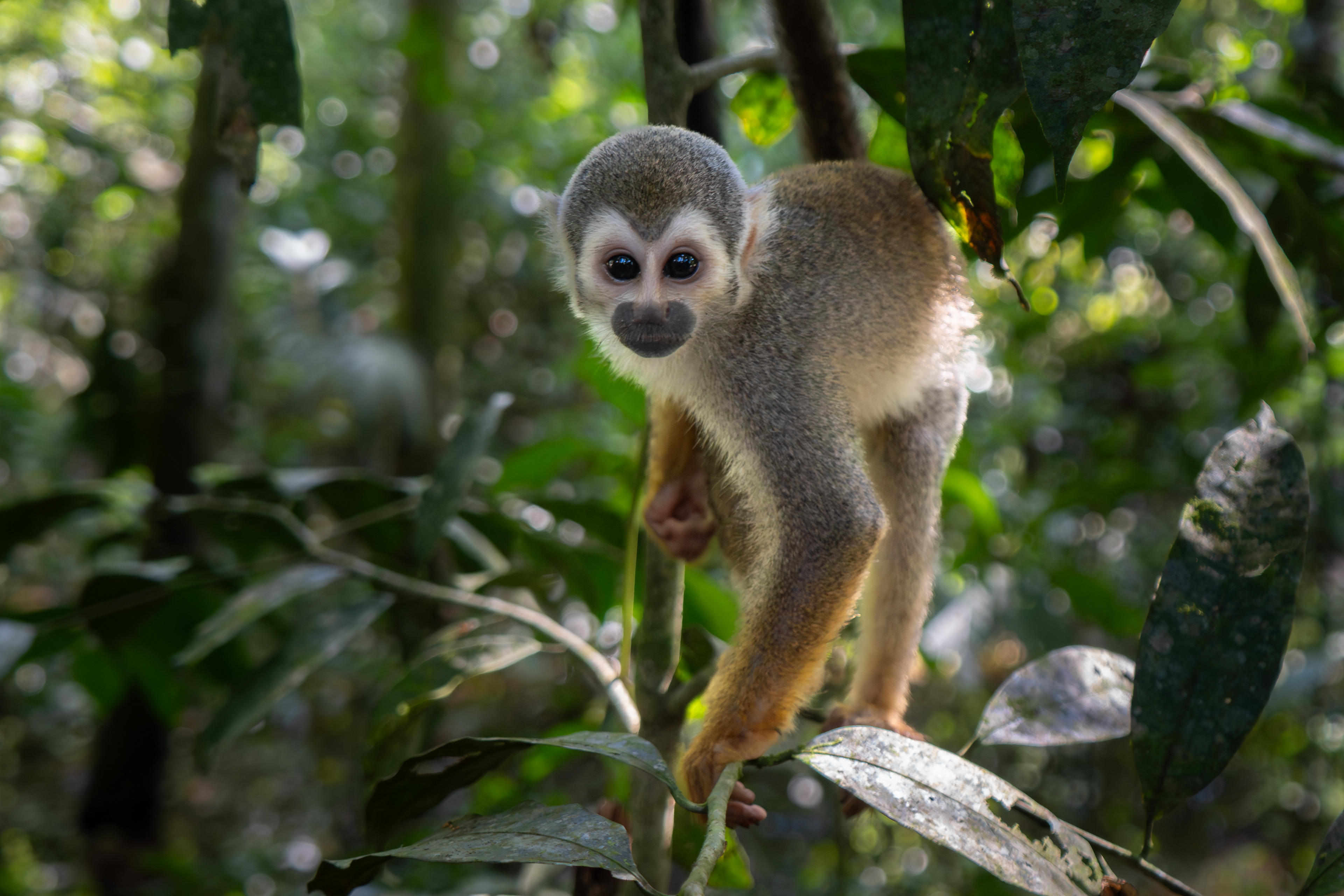 Squirrel Monkey, Colombia