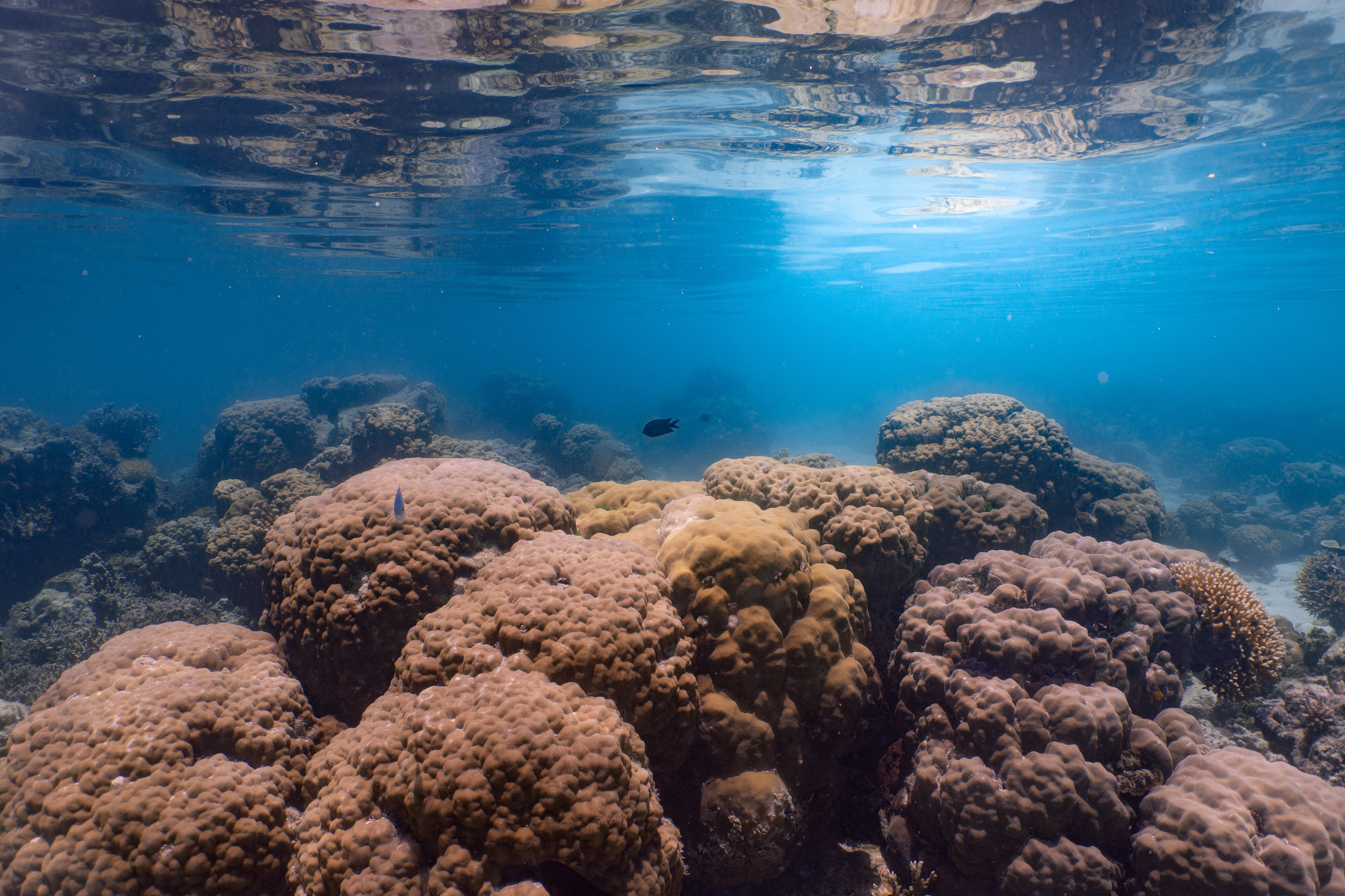 Coral reef, Palawan, Philippines