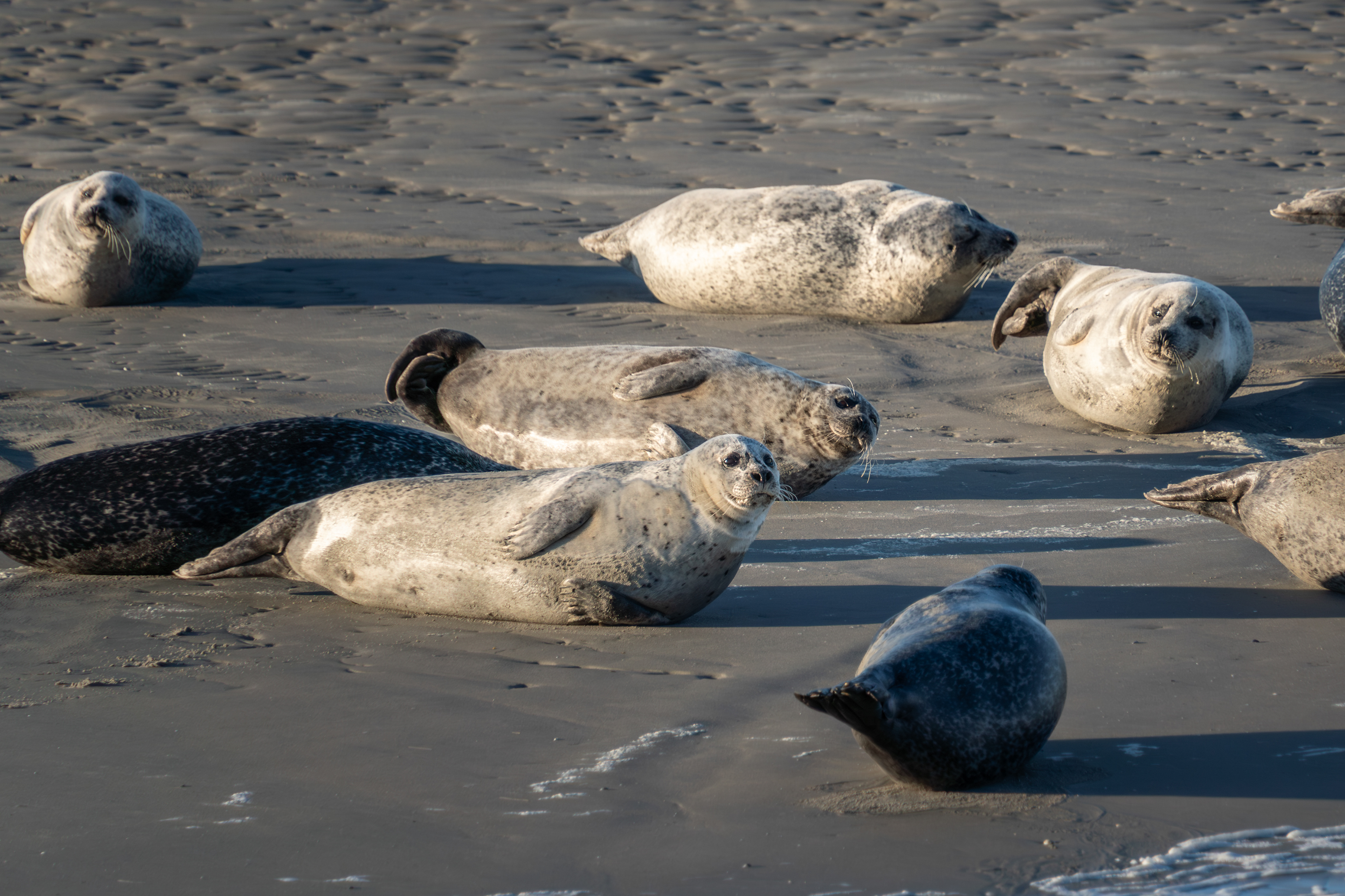 Seals, Netherlands