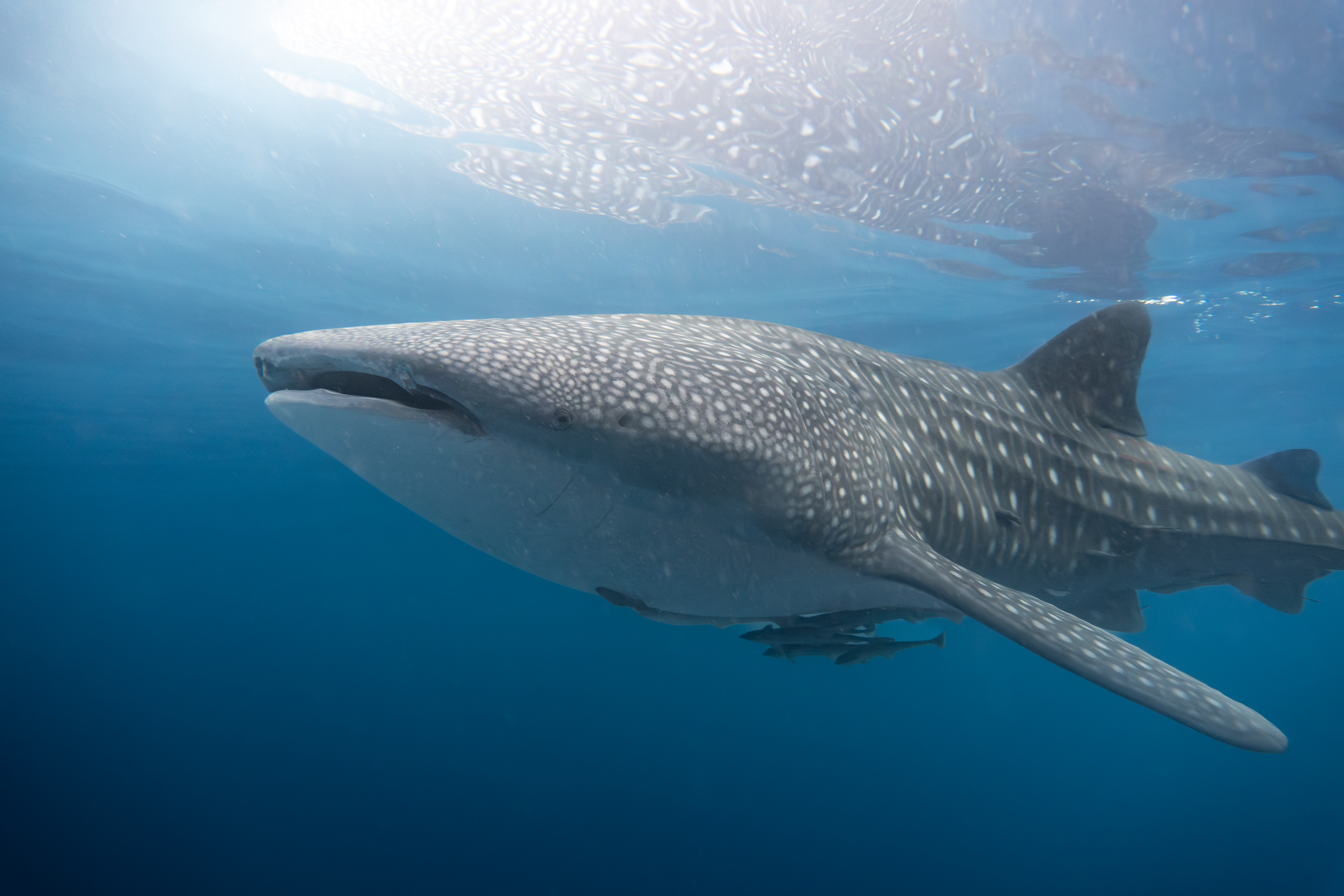 Whale shark, Indonesia