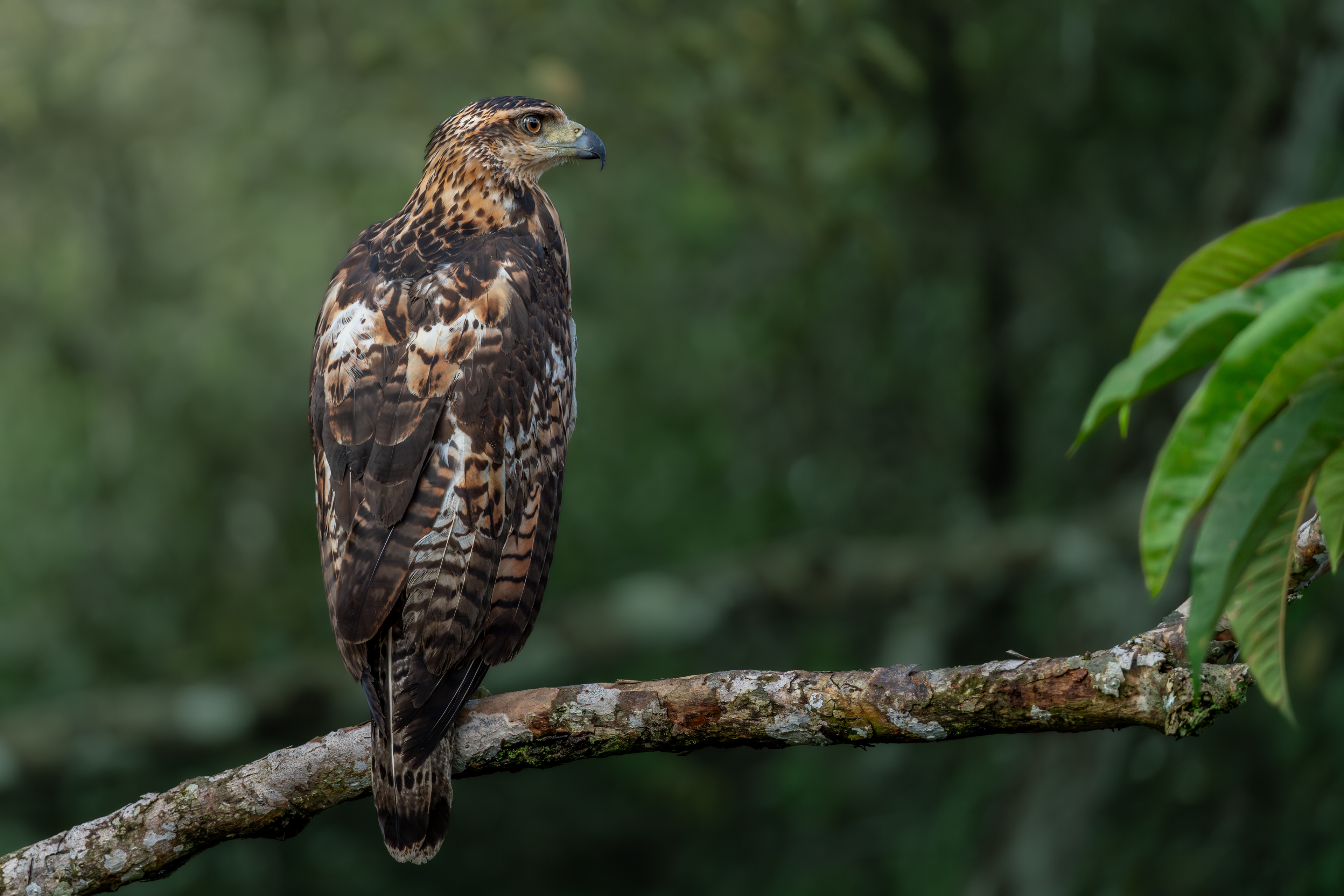 Great black hawk, Peru