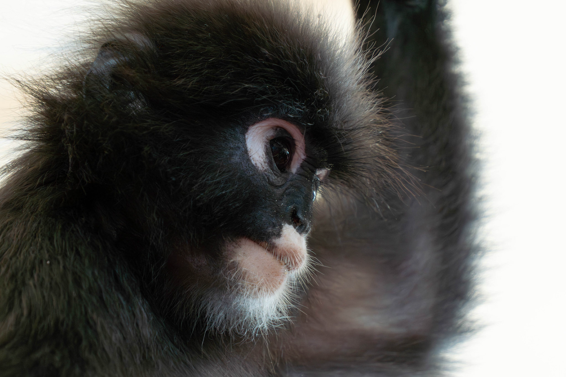 Dusky leaf monkey, Malaysia