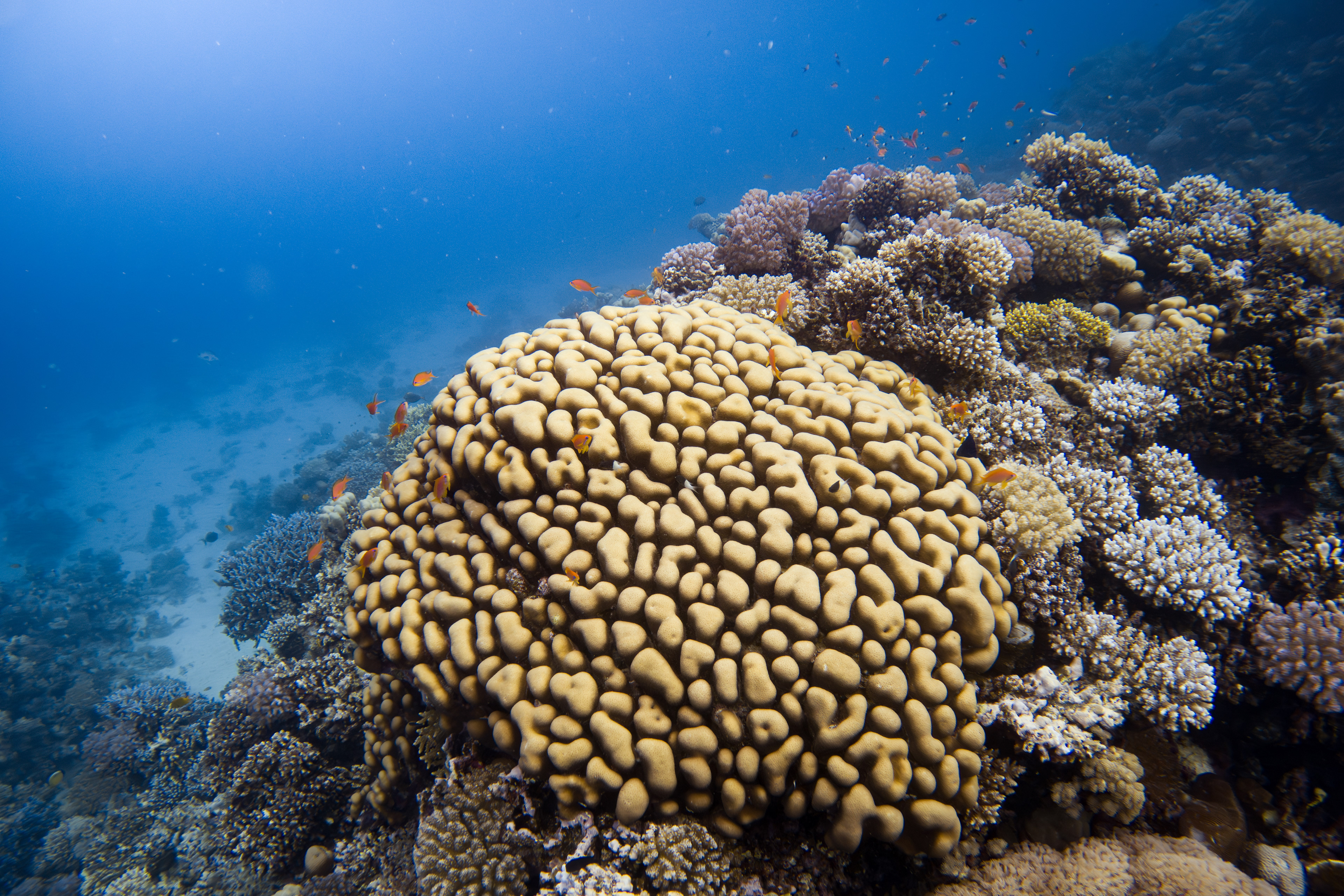 Coral reef, Egypt