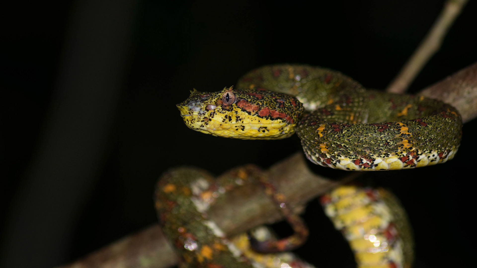 Eyelash viper, Costa Rica