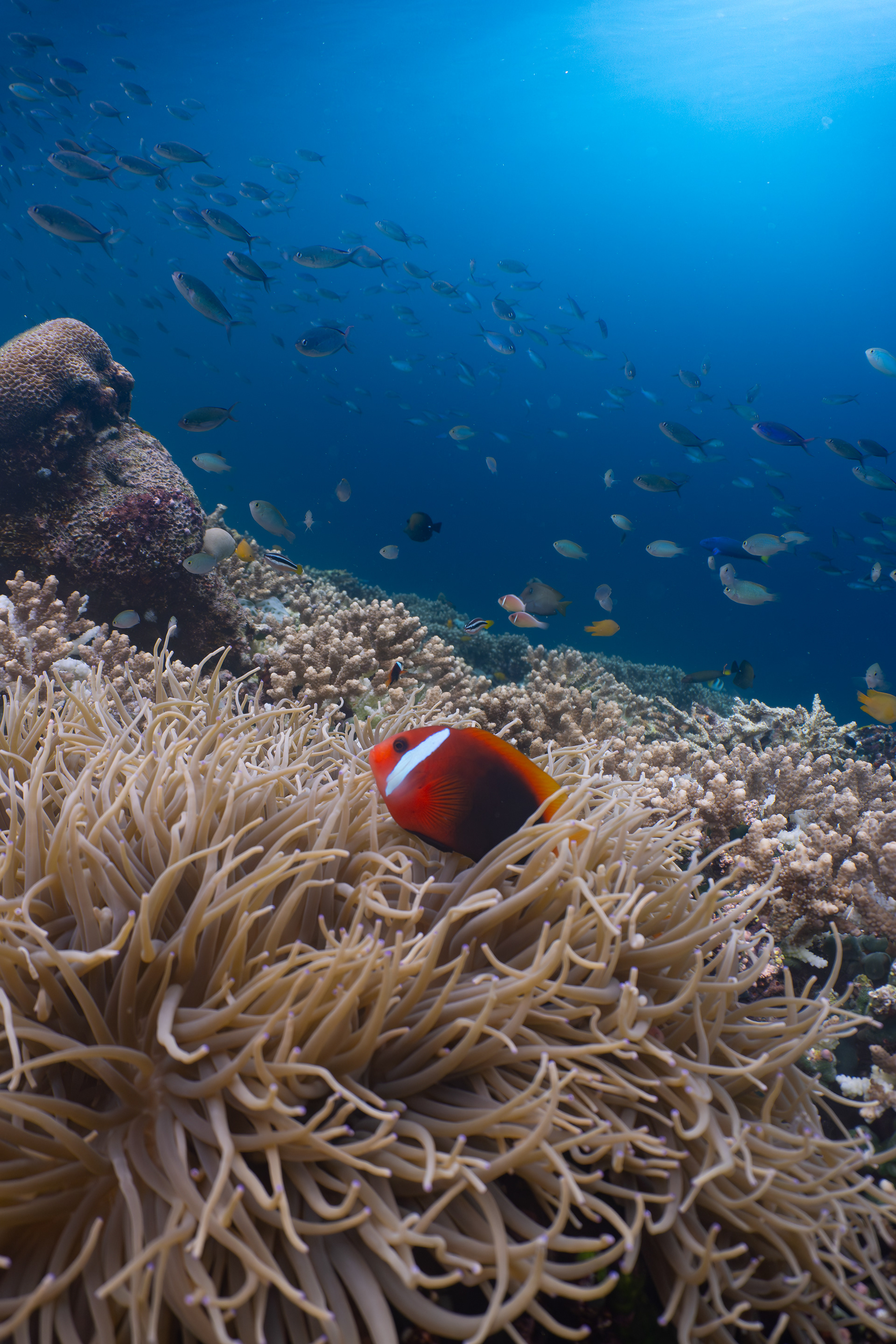 Clownfish, Indonesia