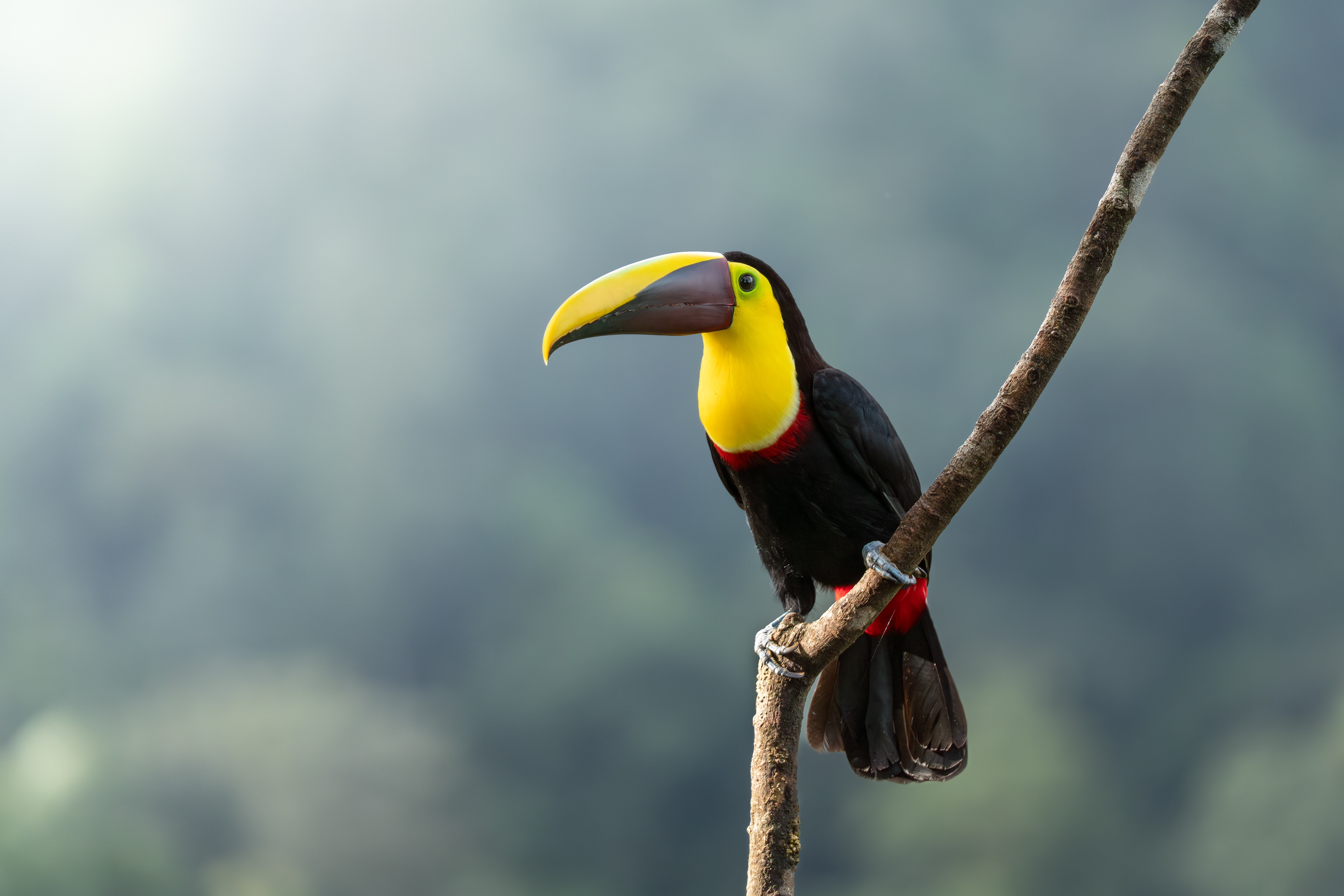 Yellow-throated Toucan, Ecuador