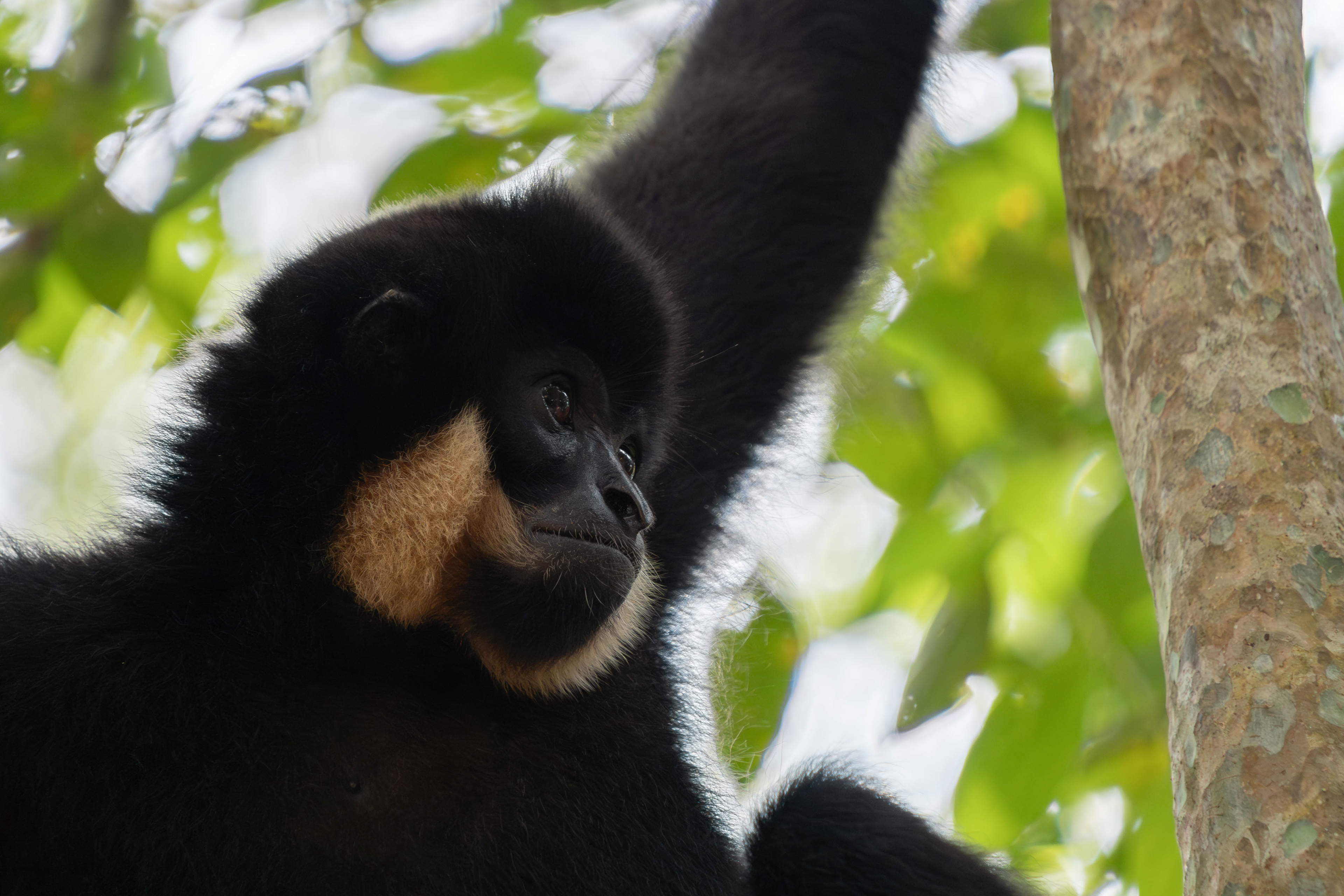 Southern yellow-cheeked gibbon, Vietnam