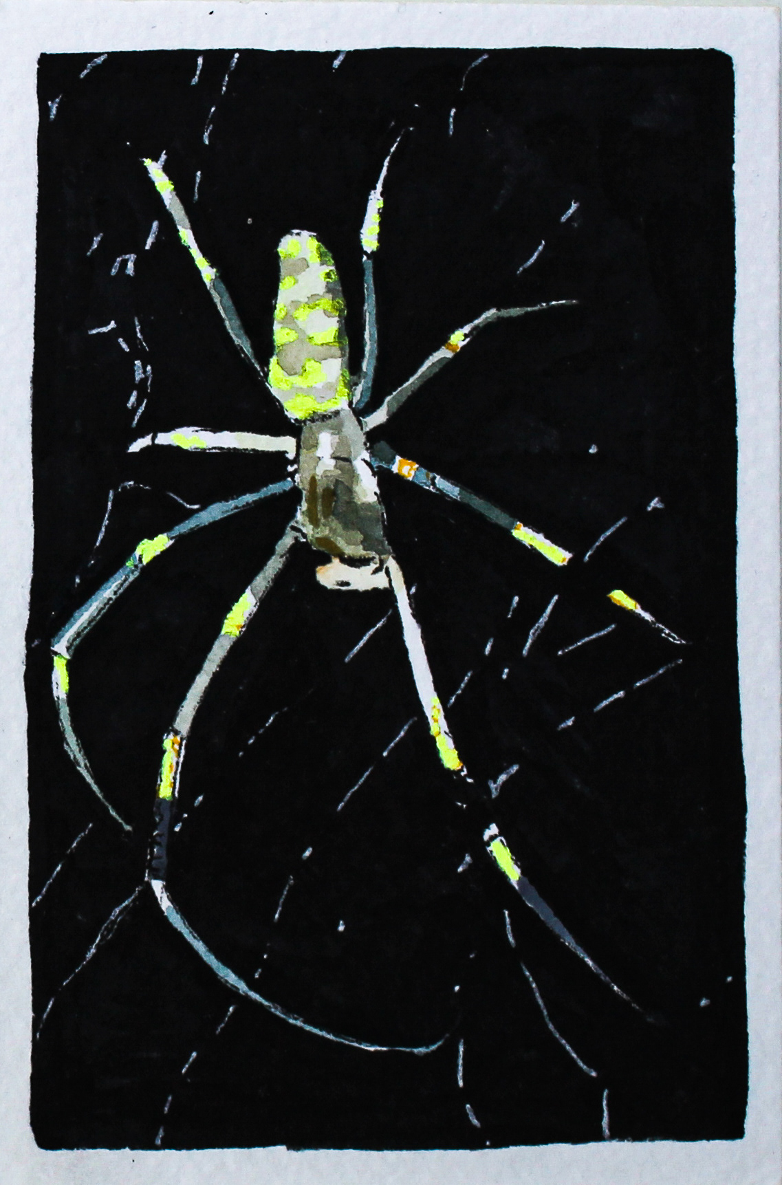 Garden Spider