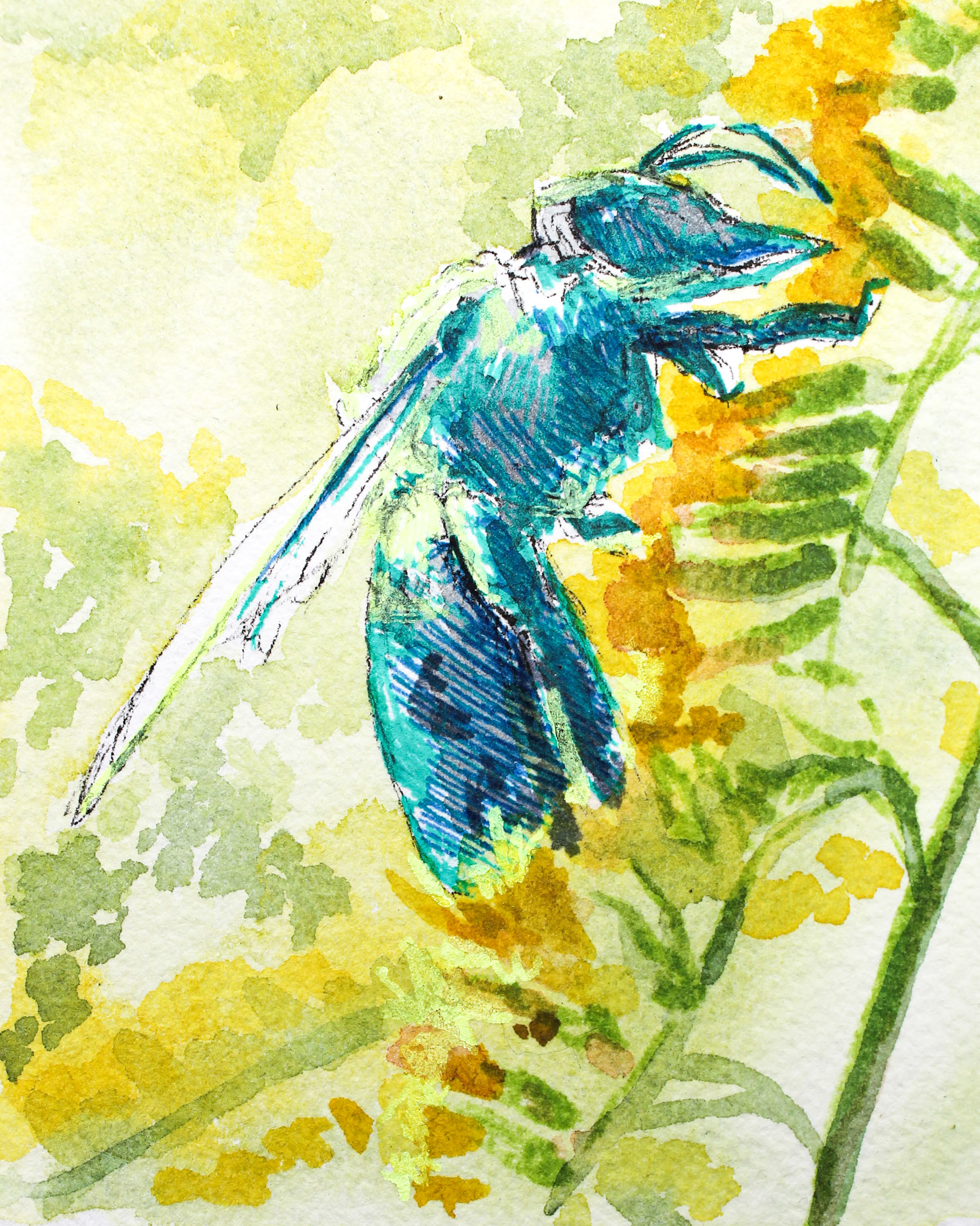 Golden Rod Bee