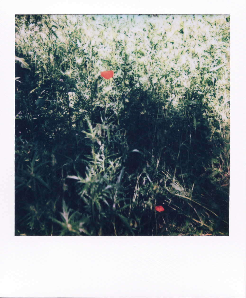 Série "Persistance", Musée départemental Albert-Kahn, 2026 (Polaroid)