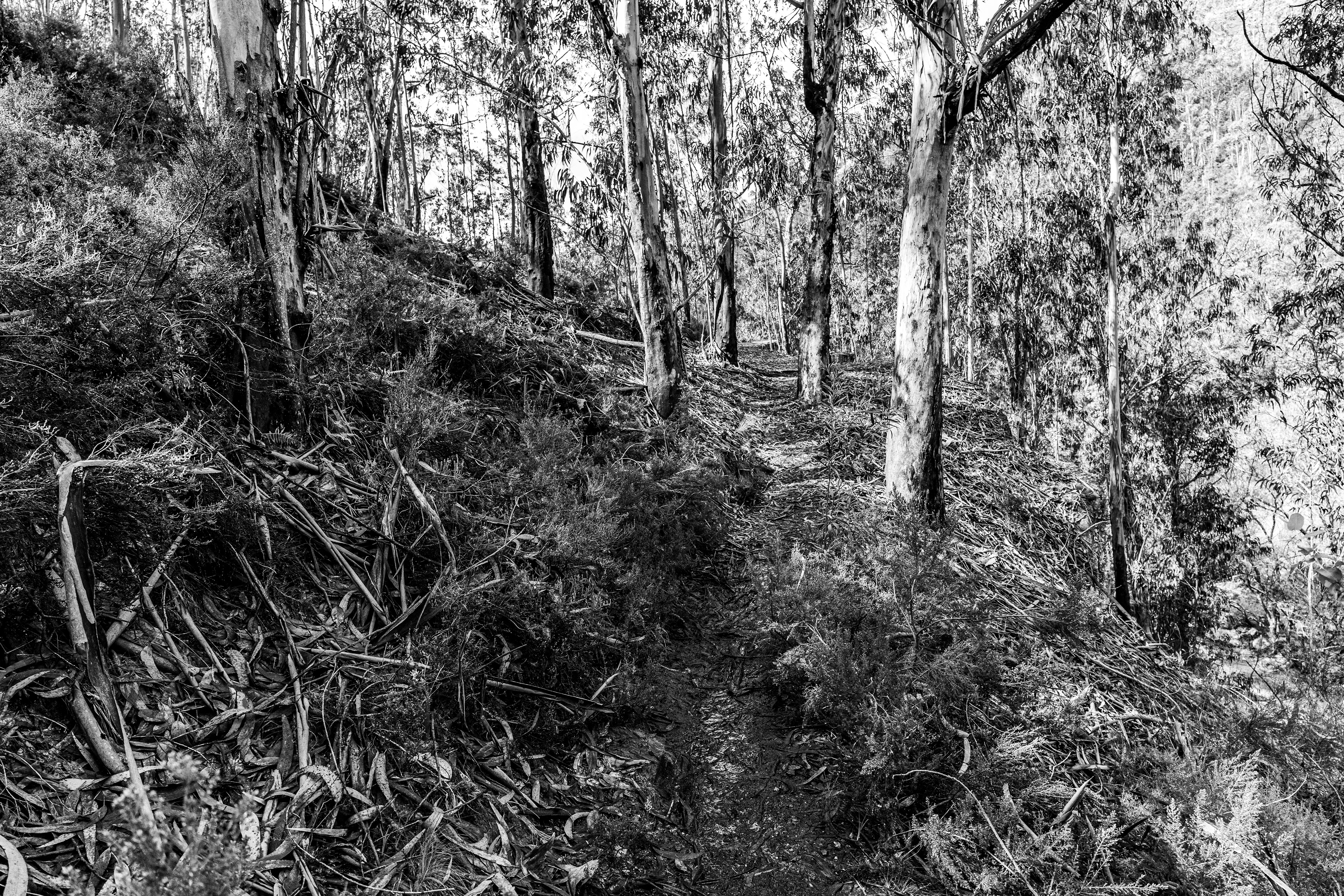 Valongo, Nord, Portugal, 2025