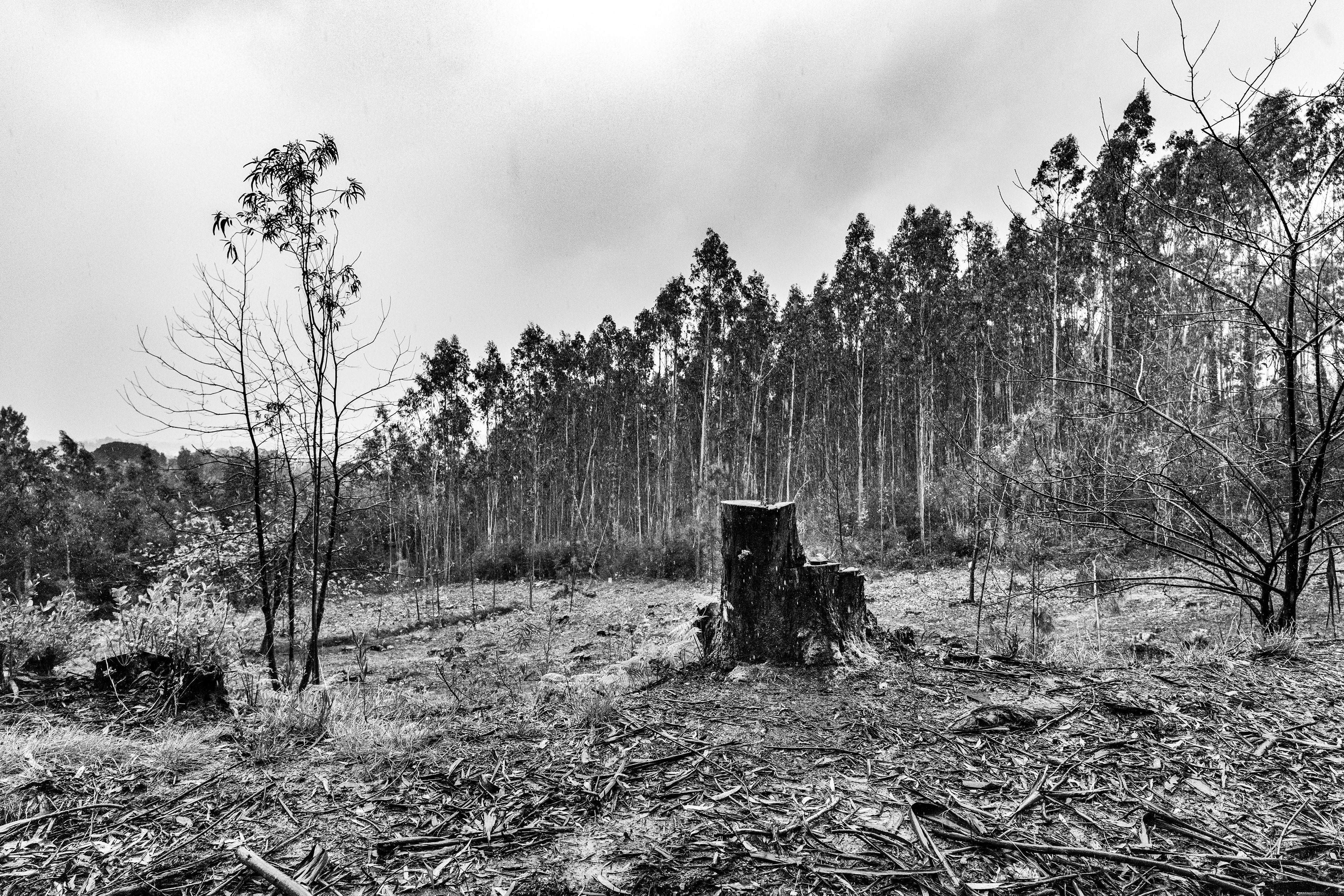 Serra de Negrelos, Vila Nova de Gaia, Nord, Portugal, 2025