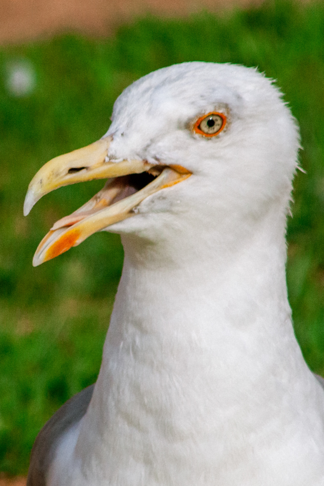 Goéland (Larus), 4000, Porto, Nord, Portugal, 2024 (Numérique)
