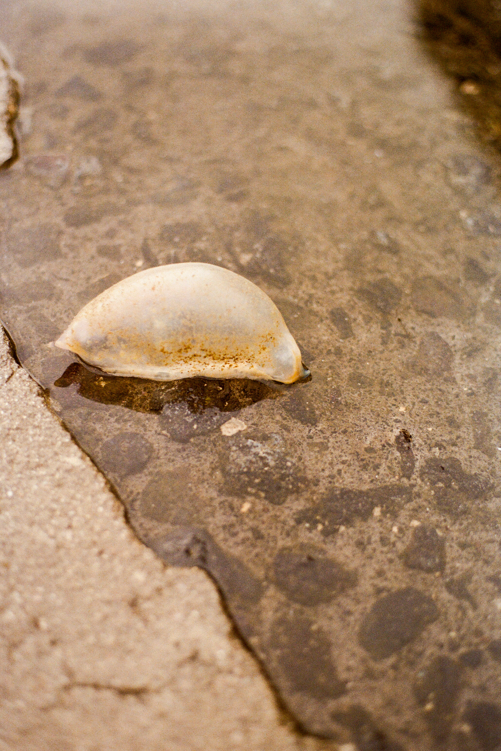 Pico, Azores, Portugal, 2025