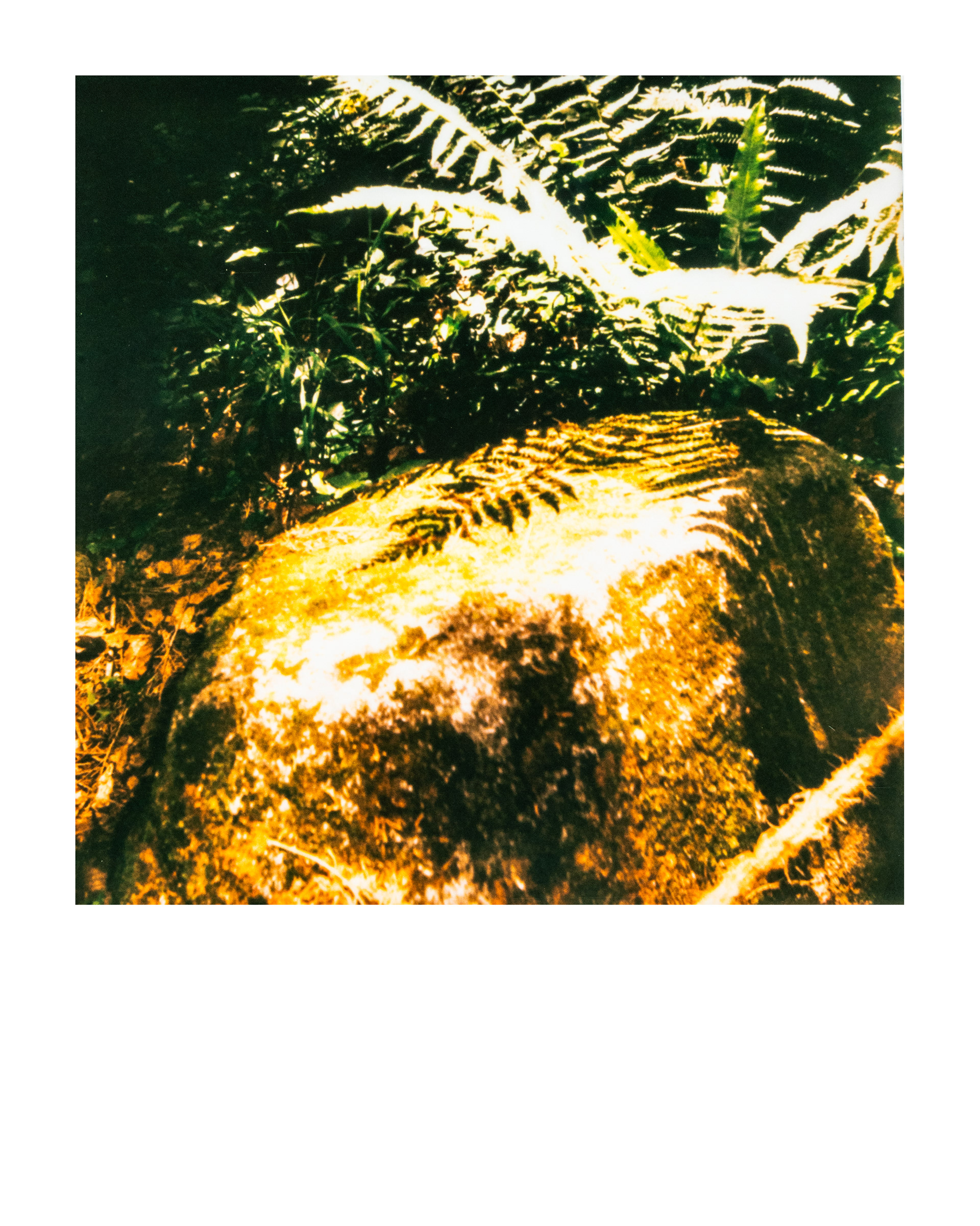 Série "Parcs", Musée départemental Albert-Kahn, 2026 (Polaroid)