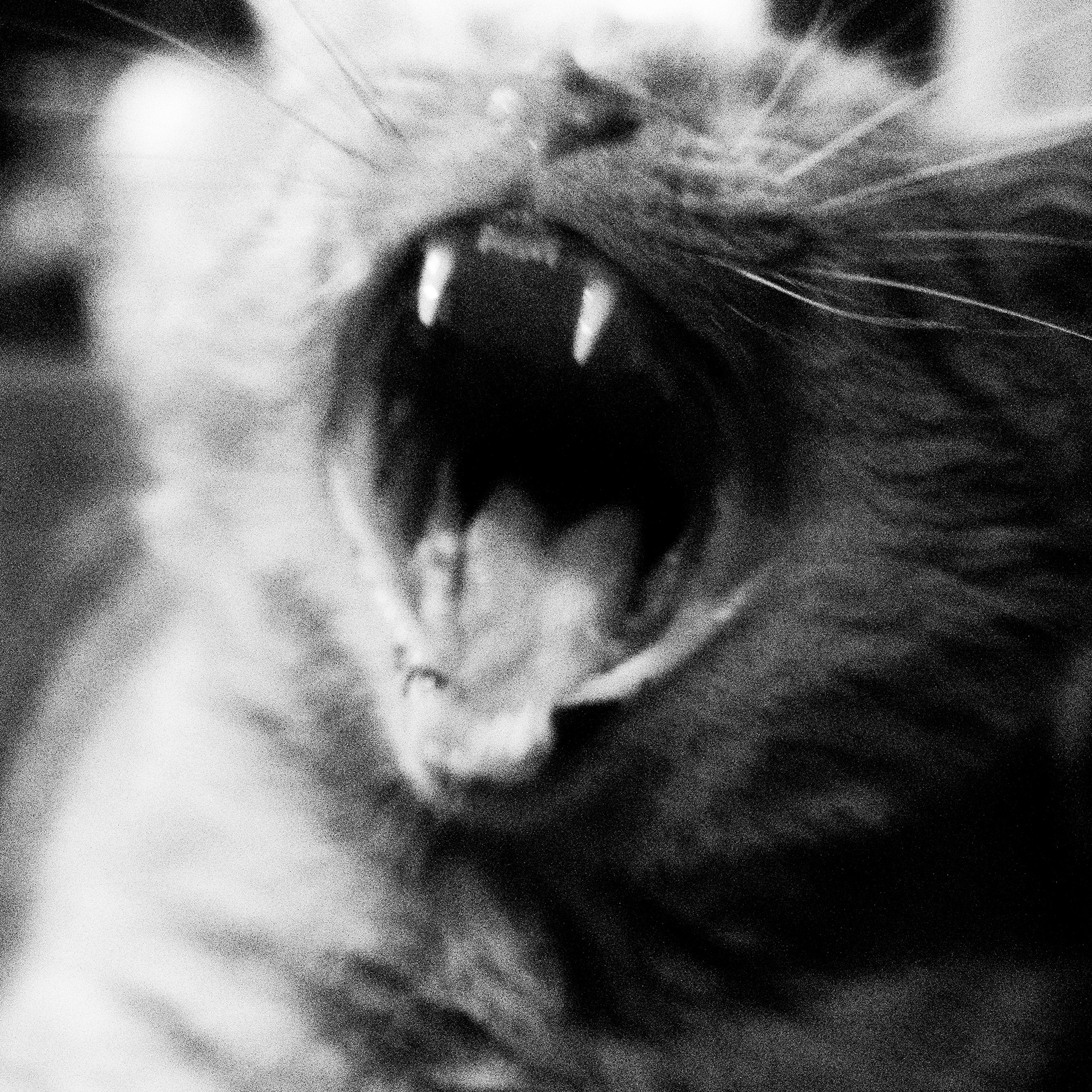 Chat / Felis catus, Série "Animals", 2026 (Numérique)