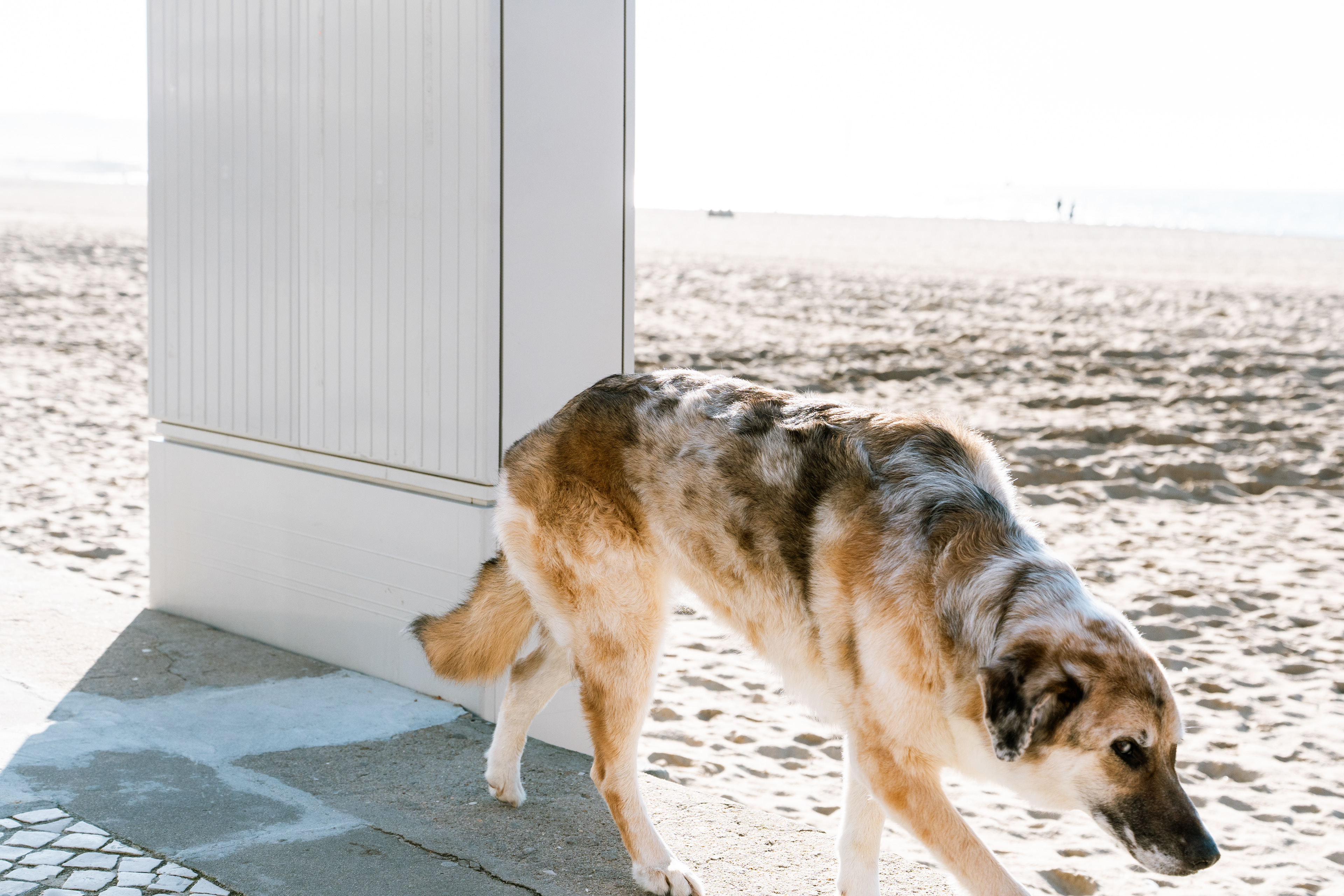 Nazaré, Ouest, Portugal, 2026