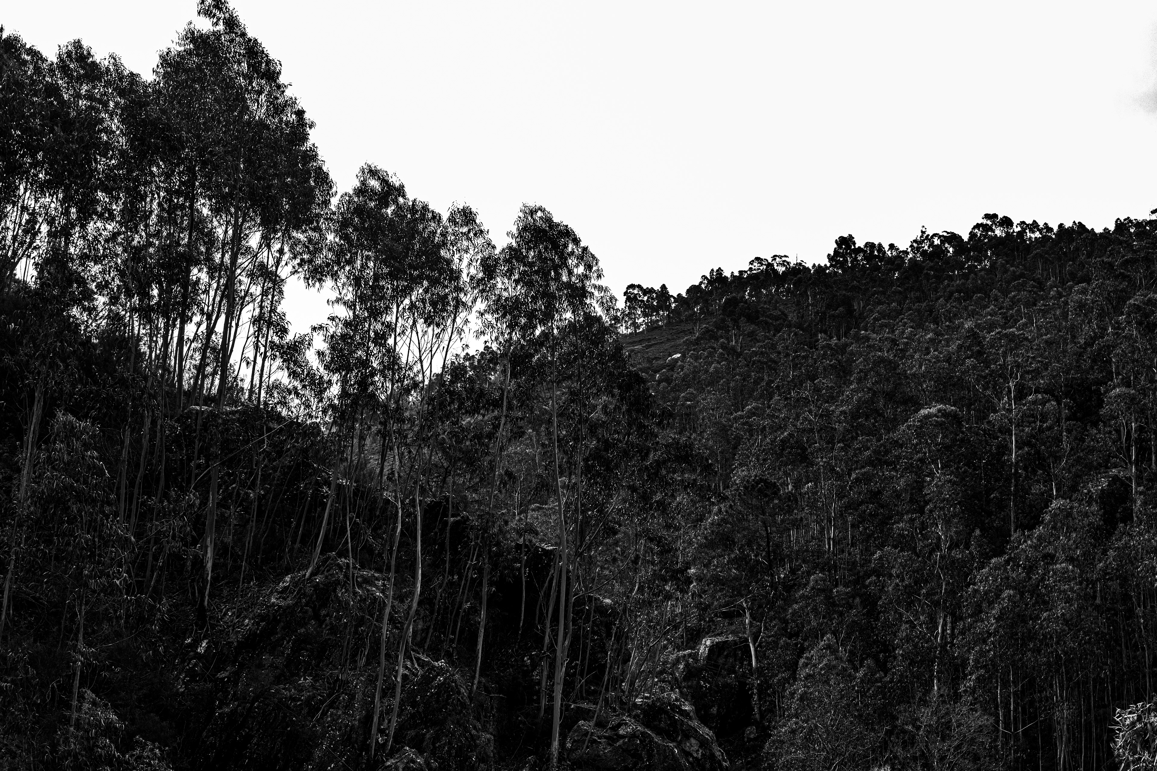 Valongo, Nord, Portugal, 2025