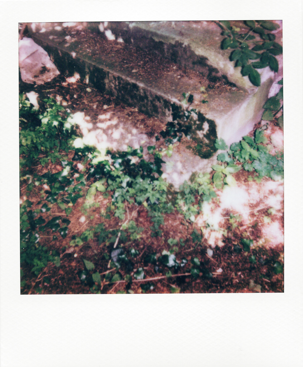 Série "Persistance", Parc Edmond-de-Rothschild, 2026 (Polaroid)
