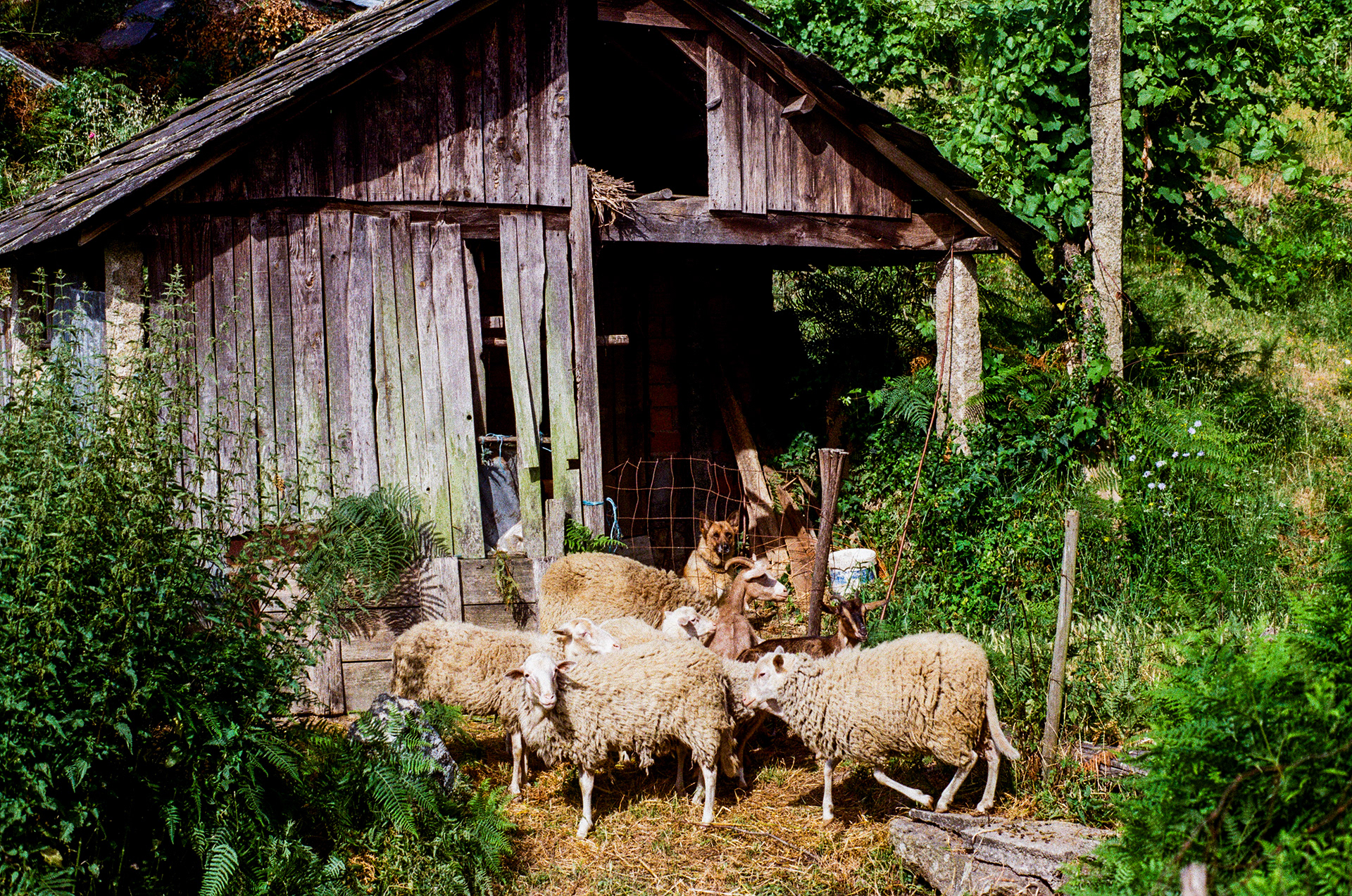 Montons (Ovis Aries), Chien (Canis Familiaris), 4540, Arouca, Centre, Portugal, 2025 (Argentique)