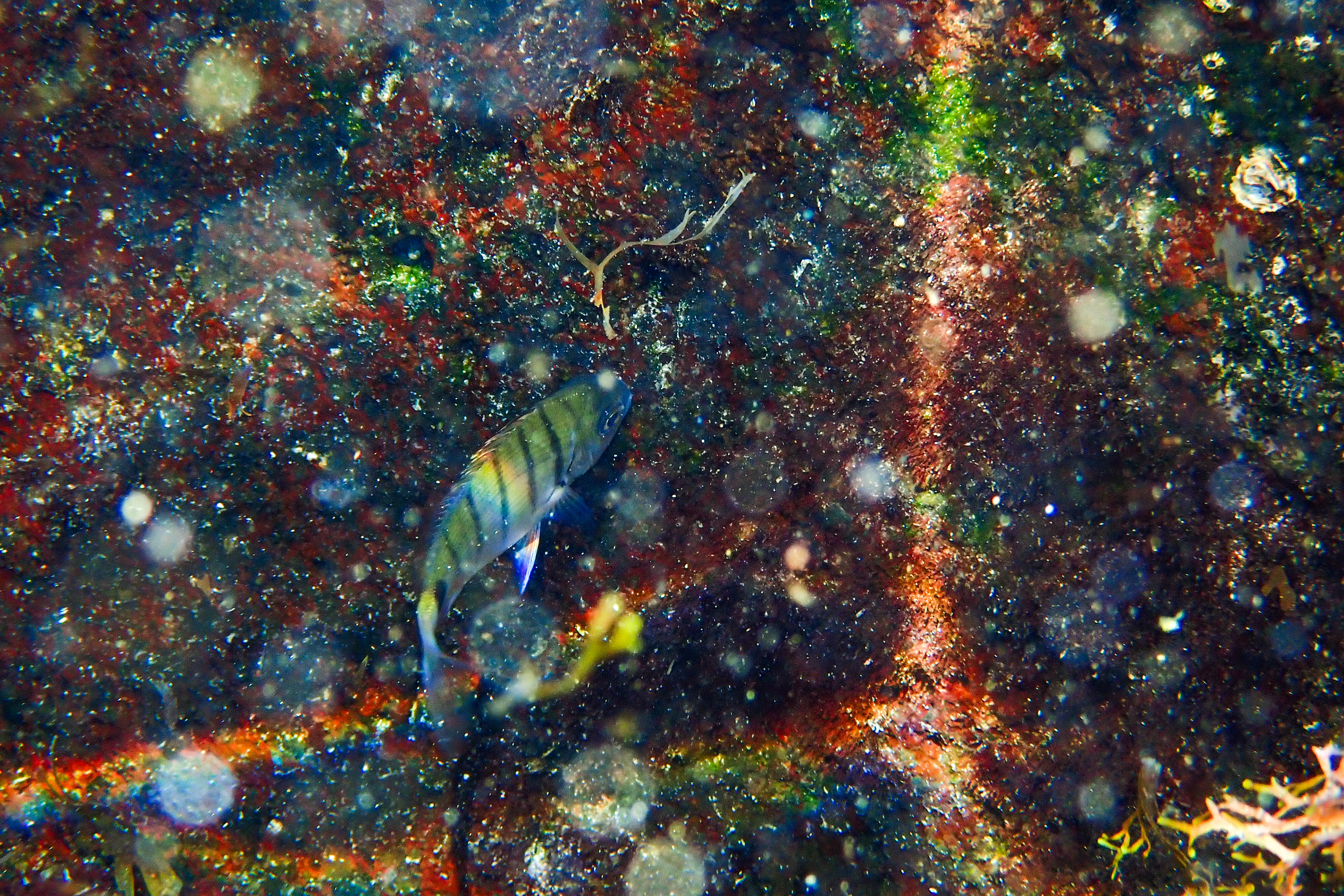 São Miguel, Azores, Portugal, 2025