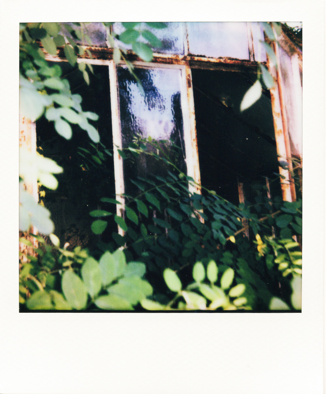 Série "Serres froides", 2026 (Polaroid)