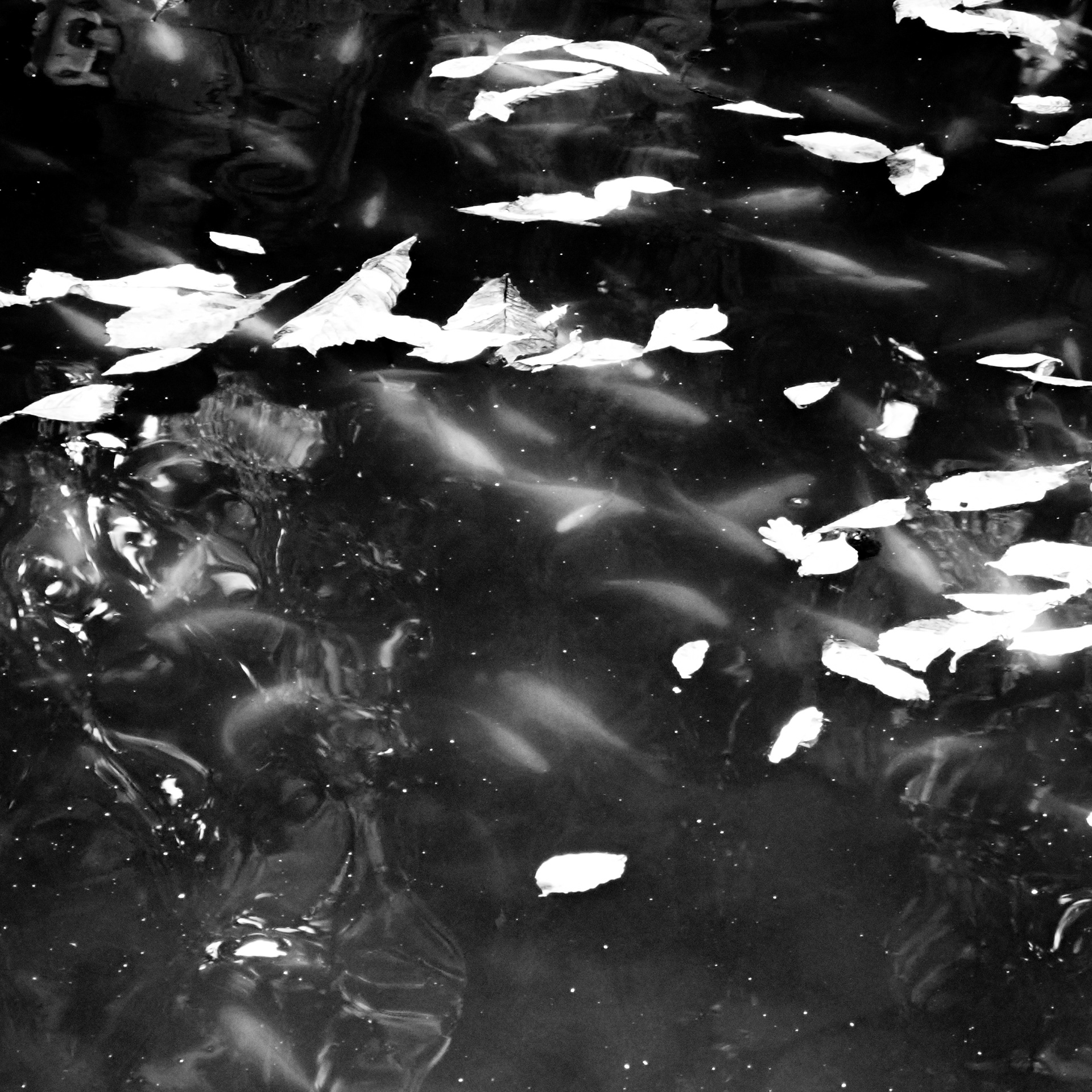 Carpe Koï / Cyprinus carpio carpio Linnaeus, Série "Animals", 2024 (Numérique)