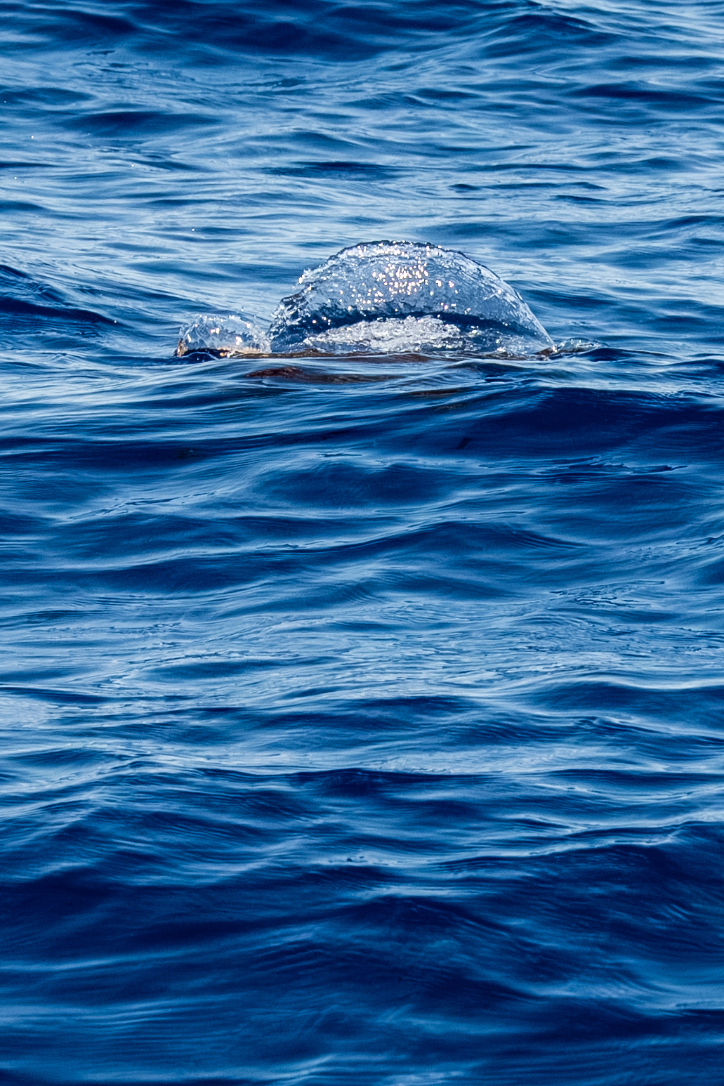 Pico, Azores, Portugal, 2025