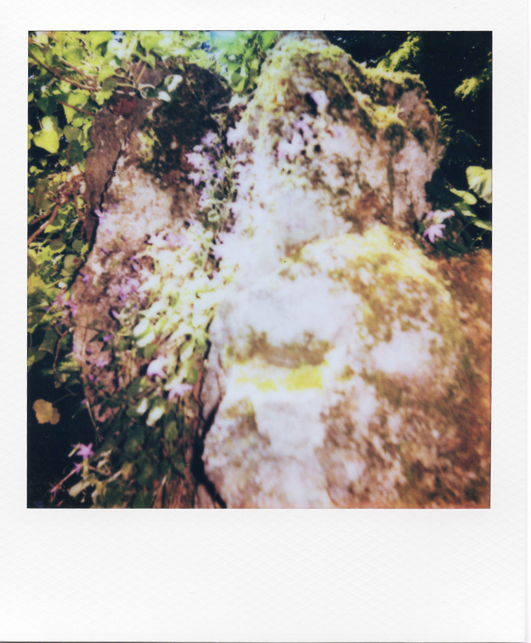 Série "Persistance", Musée départemental Albert-Kahn, 2026 (Polaroid)