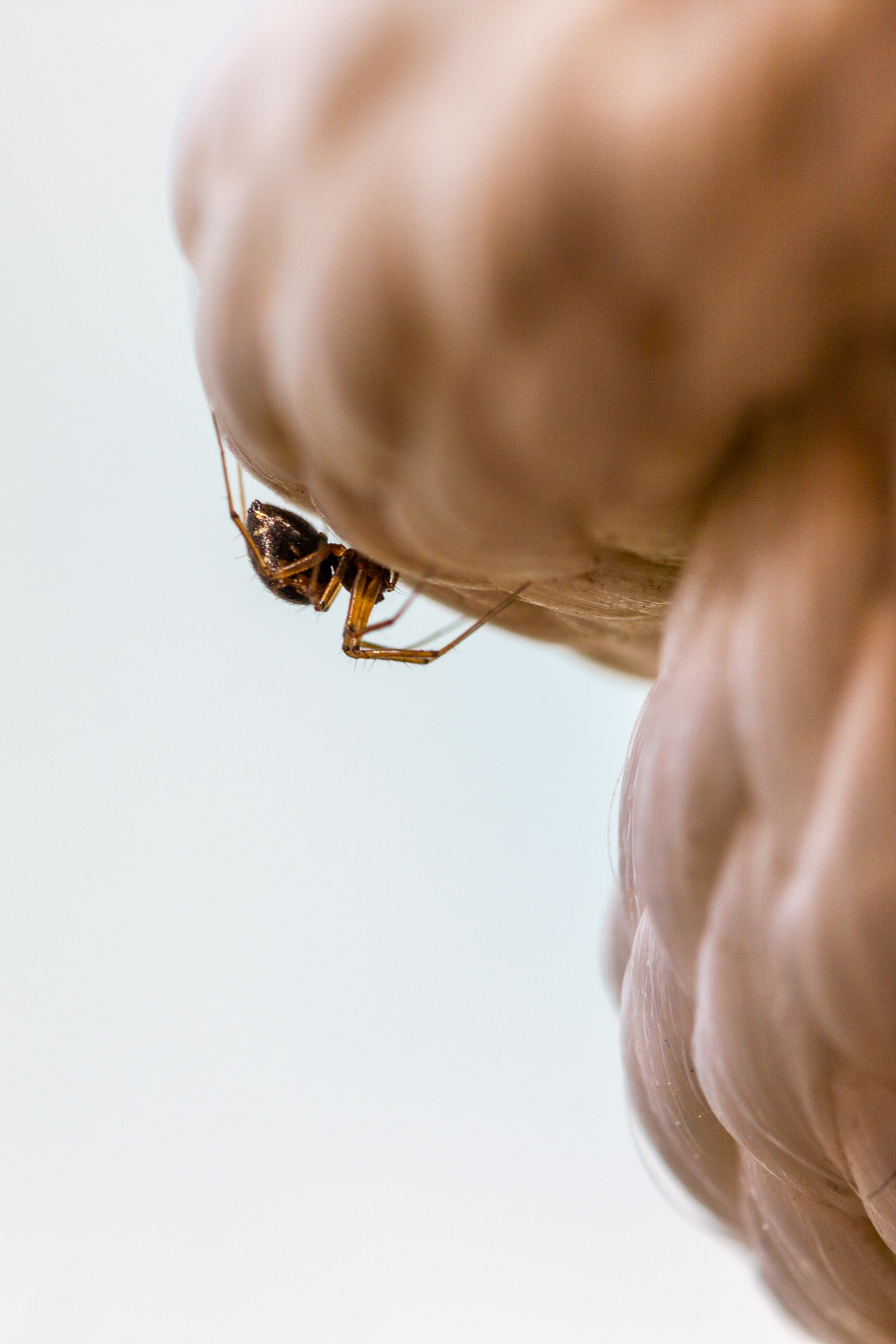 Vila Nova de Gaia, Nord, Portugal, 2025