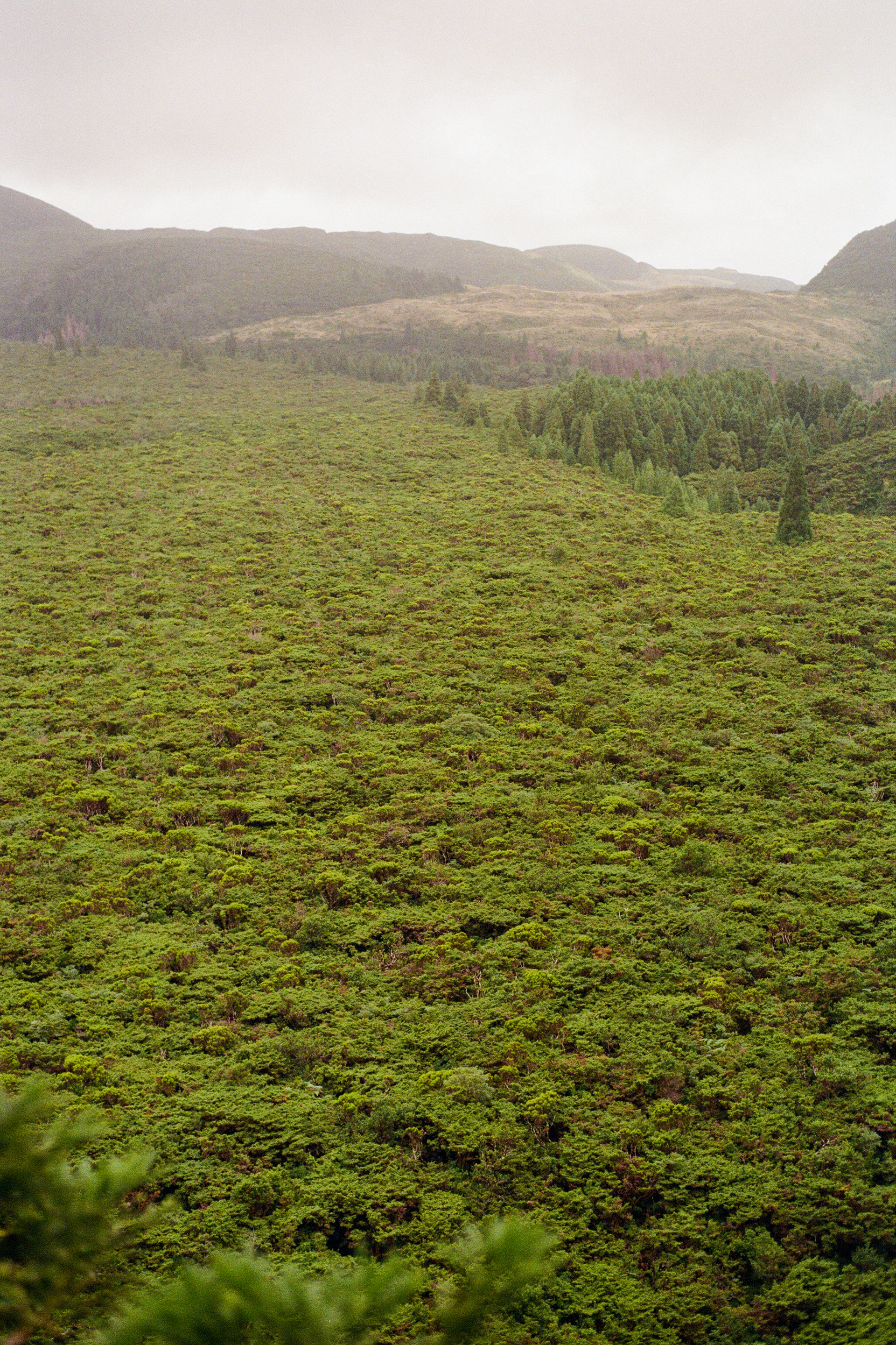 Trilho do Chambre, 9700, Terceira, Azores, Portugal, 2025 (Argentique)