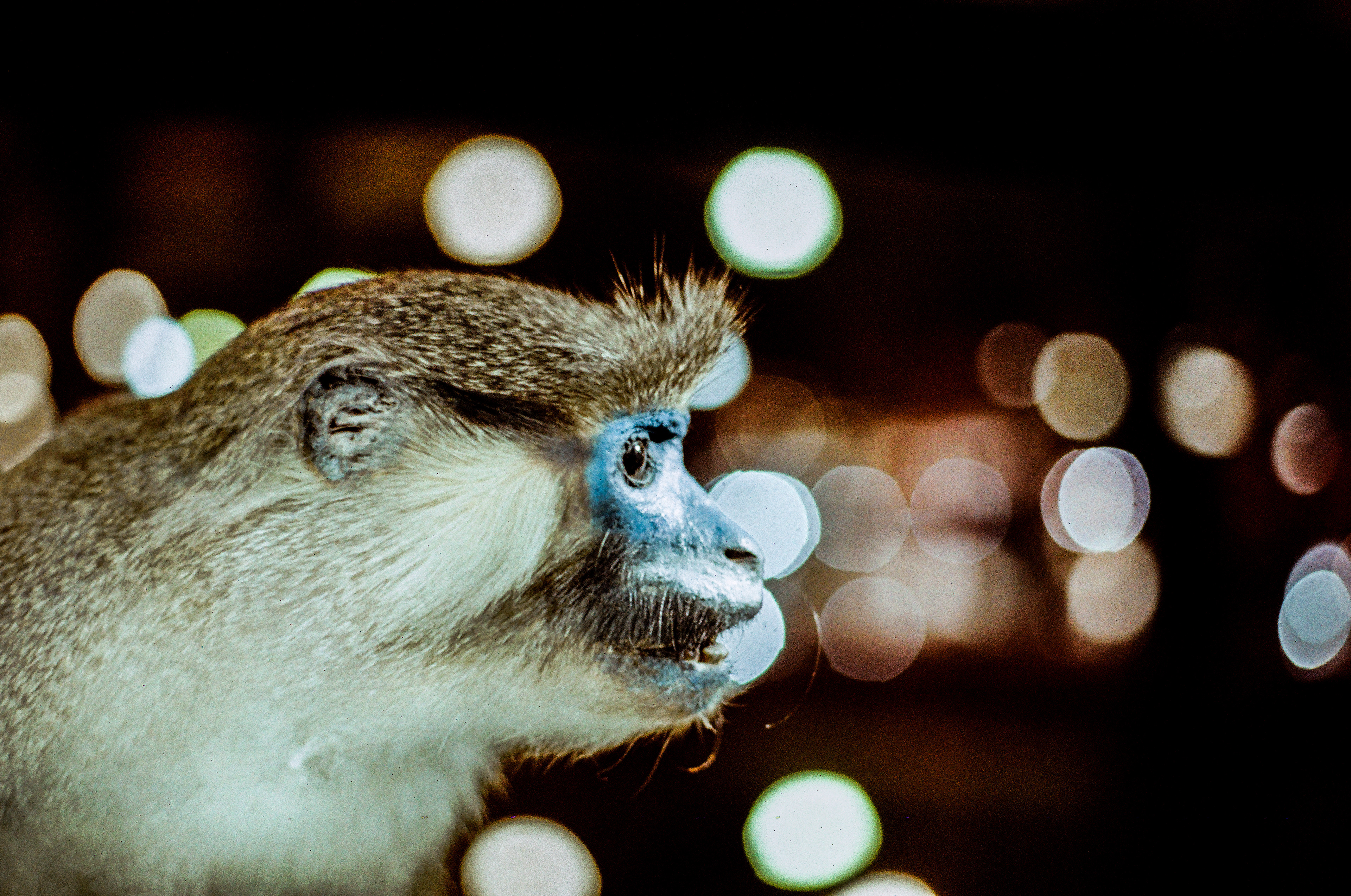 Cercophièque moustac / Cercopithecus cephus, Série "MNHN" (Argentique)