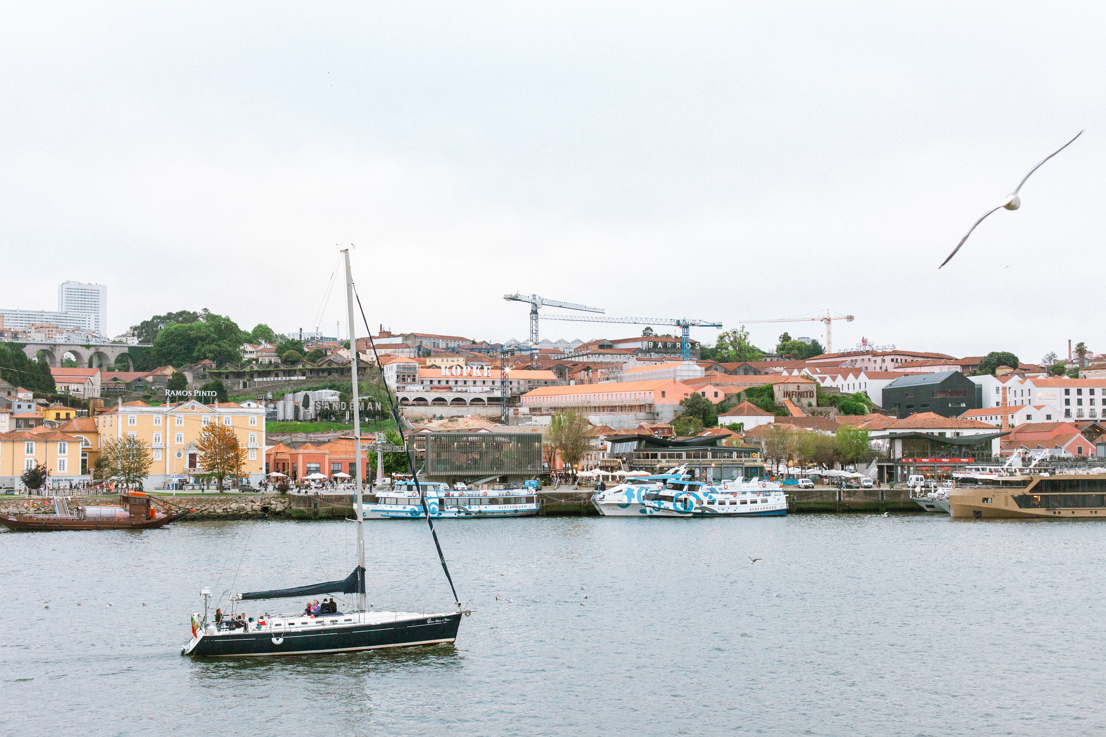 Goéland (Larus), 4000, Porto, Nord, Portugal, 2023 (Numérique)