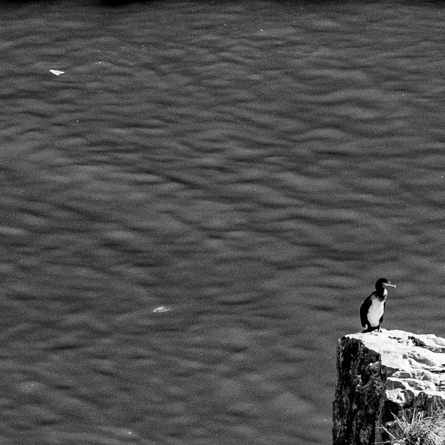 Cormoran caronculé / Leucocarbo carunculatus, Série "Animals", 2025 (Numérique)
