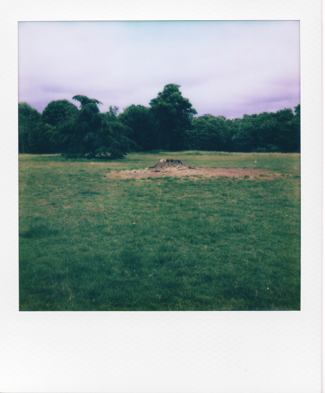 Série "Persistance", Parc Edmond-de-Rothschild, 2026 (Polaroid)