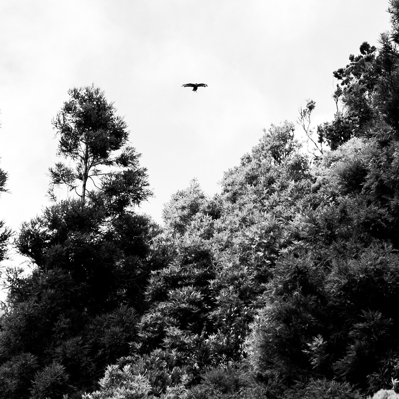 Rapace, Série "Animals", 2025 (Numérique)