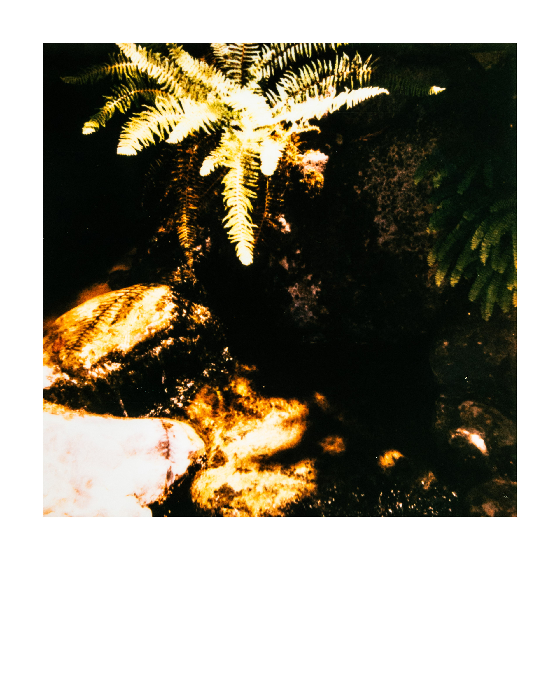 Série "Parcs", Musée départemental Albert-Kahn, 2026 (Polaroid)