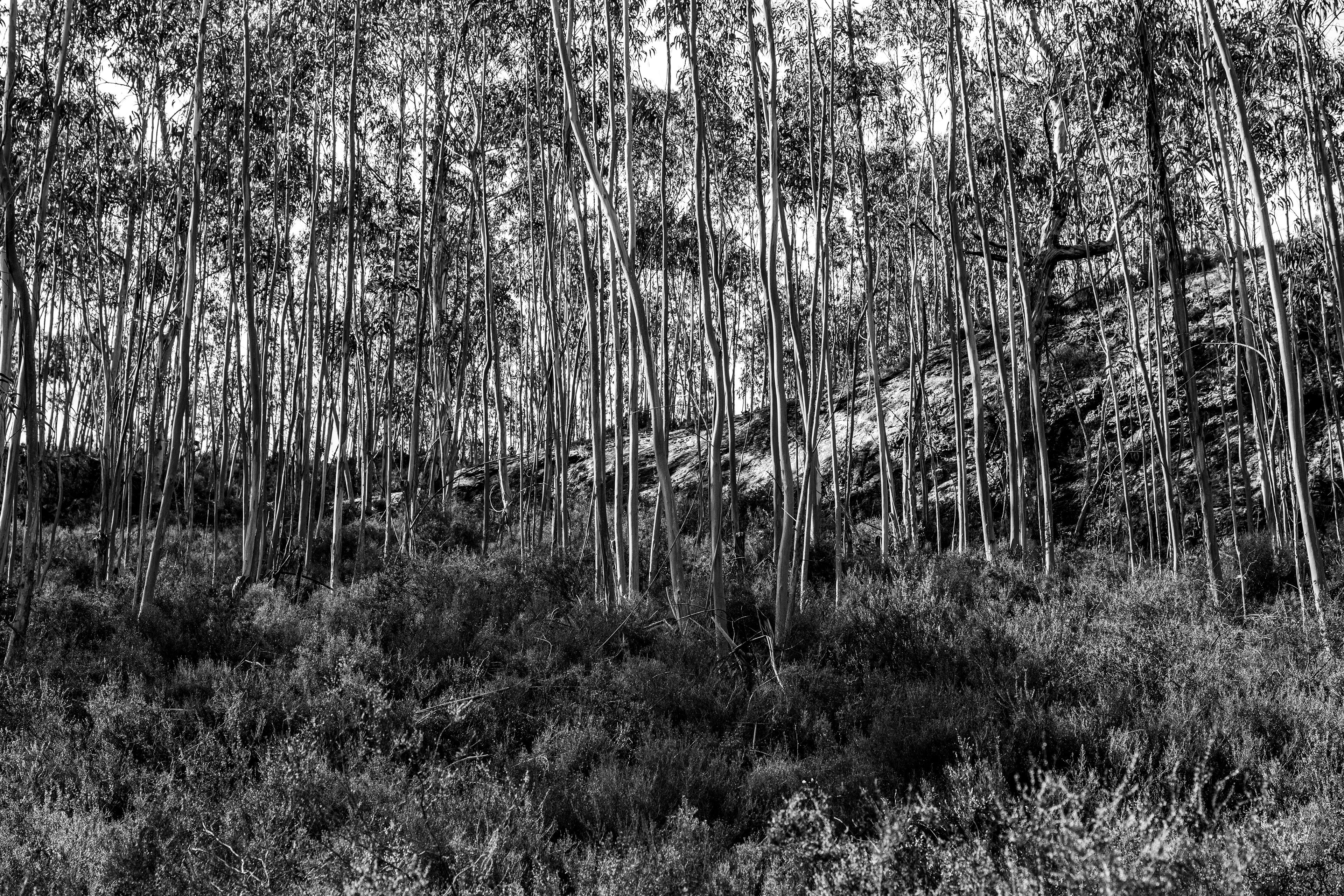 Valongo, Nord, Portugal, 2025