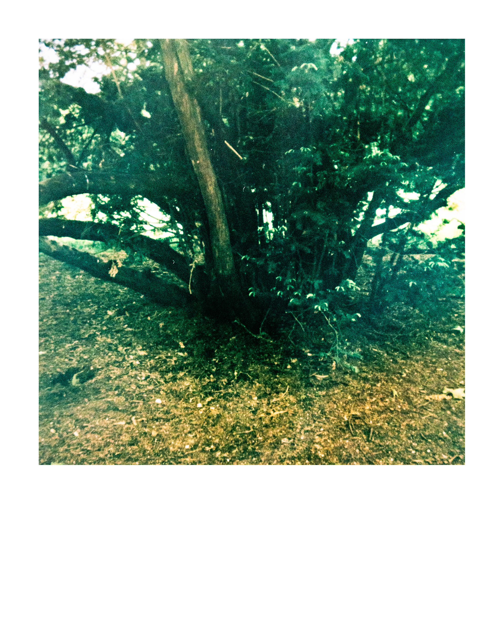 91200, Parc Edmond-de-Rothschild, Boulogne Billancourt, Hauts-de-Seine, France, 2026 (Polaroid)