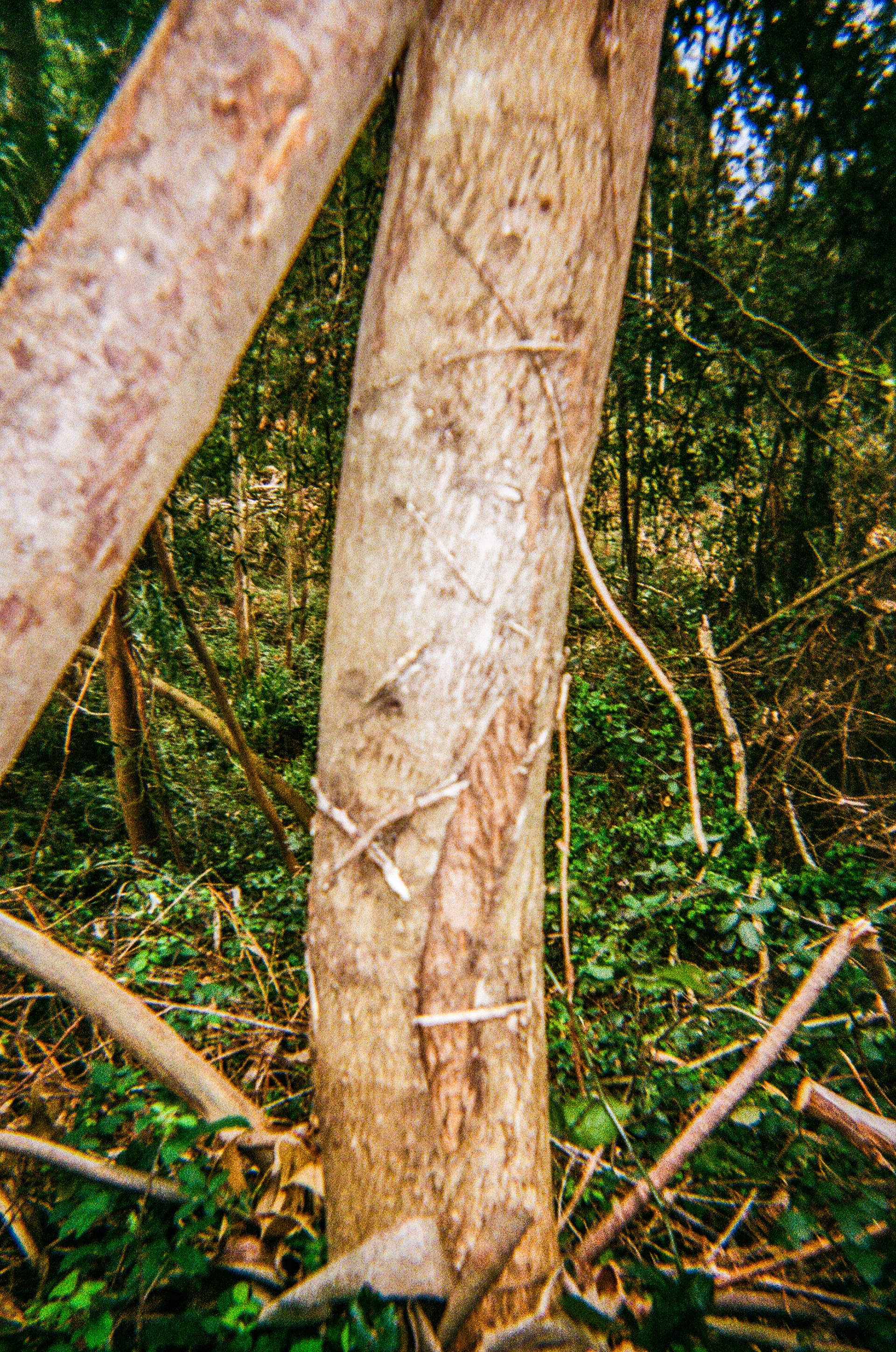 Serra de Negrelos, Vila Nova de Gaia, Nord, Portugal, 2025
