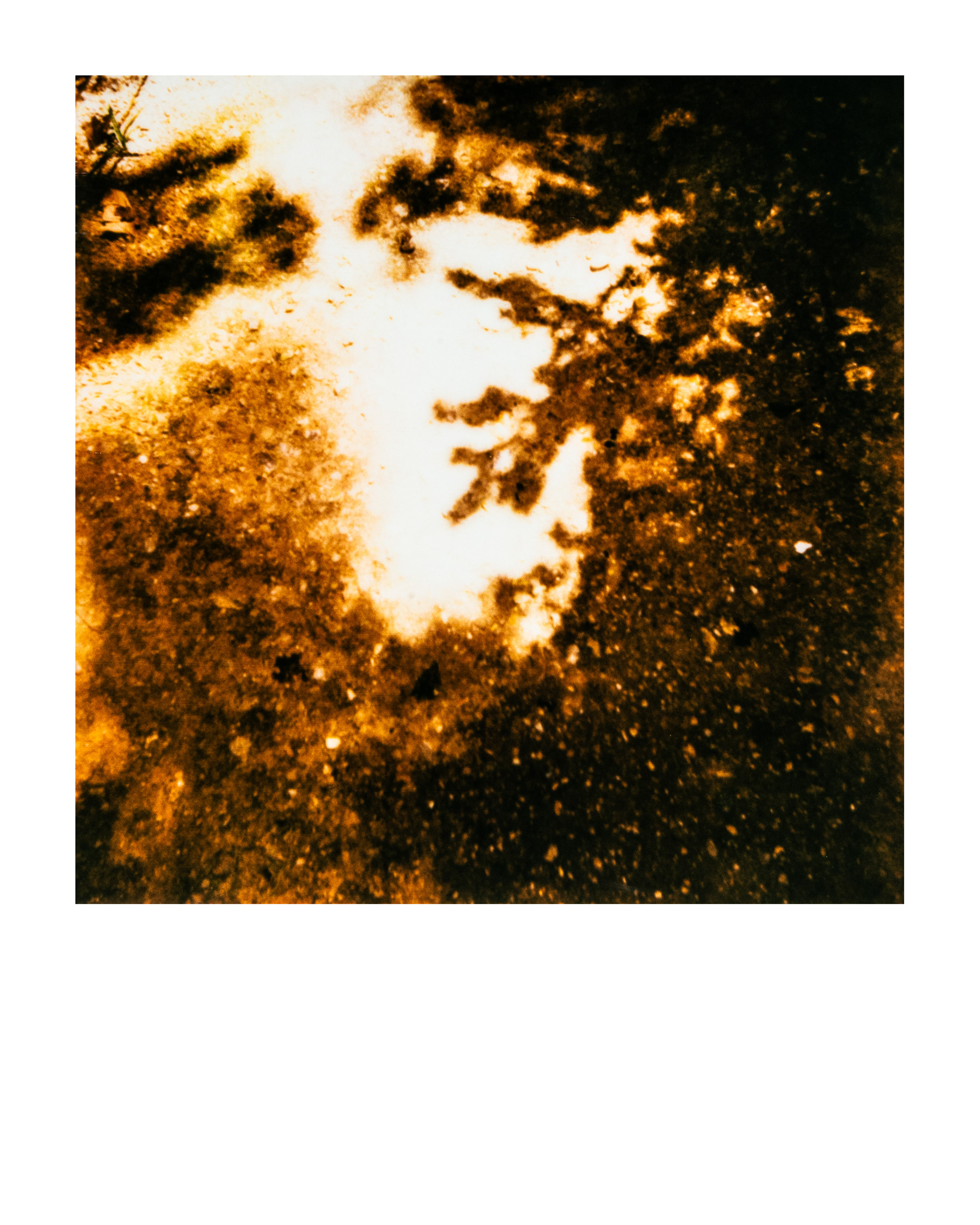 Série "Parcs", Musée départemental Albert-Kahn, 2026 (Polaroid)