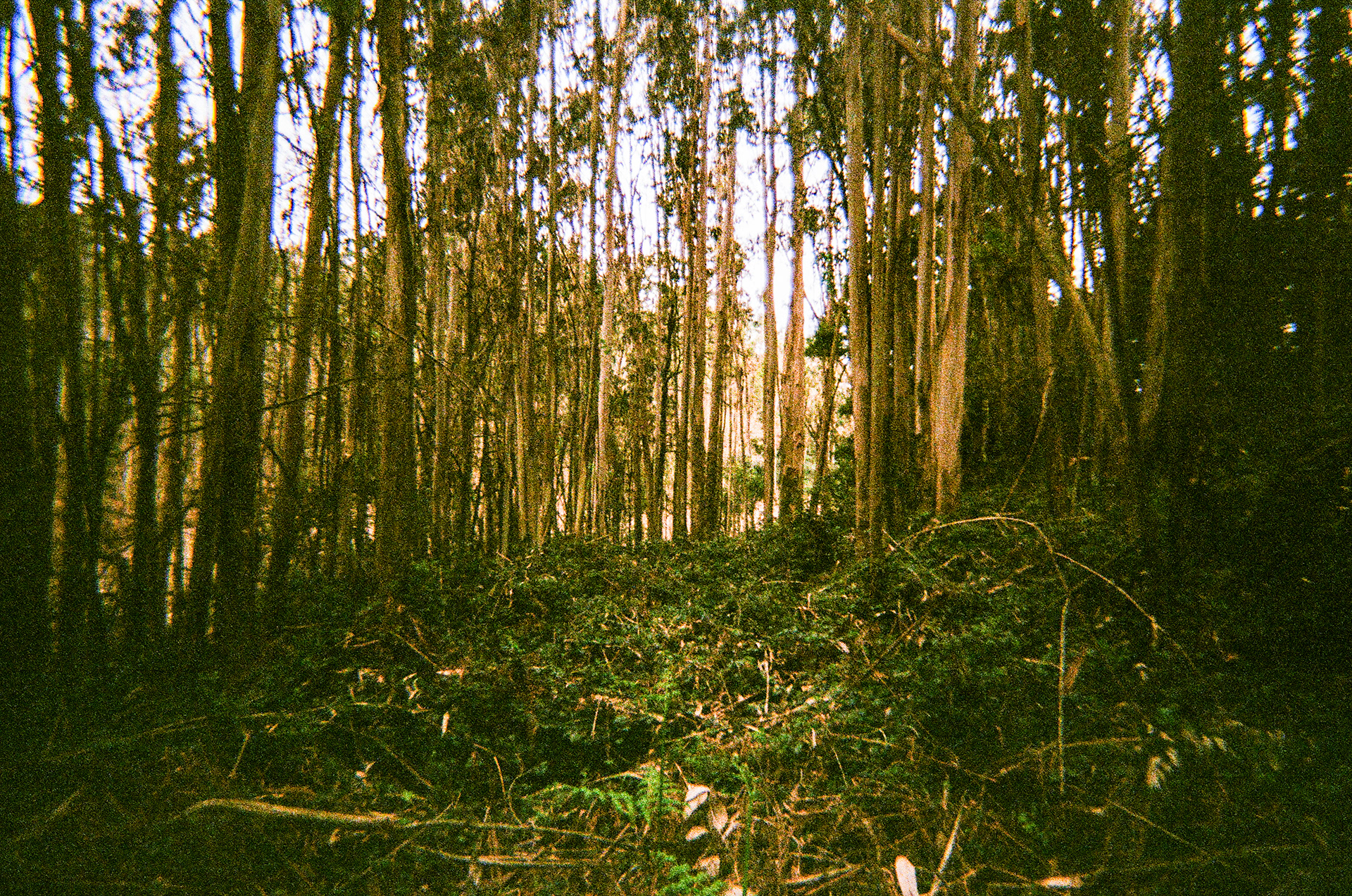 Serra de Negrelos, Vila Nova de Gaia, Nord, Portugal, 2025