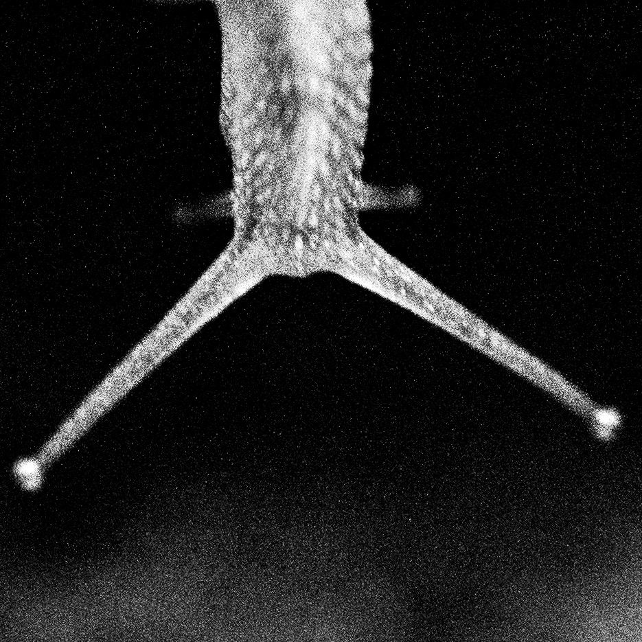 Petit gris / Helix aspersa aspersa, Série "Animals", 2023 (Numérique)