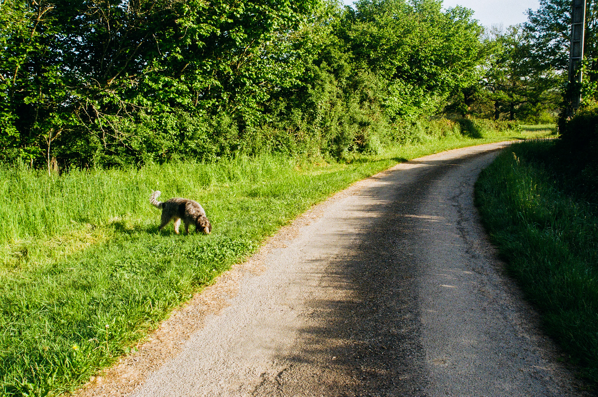 Chien (Canis Familiarisà, 23600, Boussac, Creuse, Nouvelle-Aquitaine, France, 2024 (Argentique)
